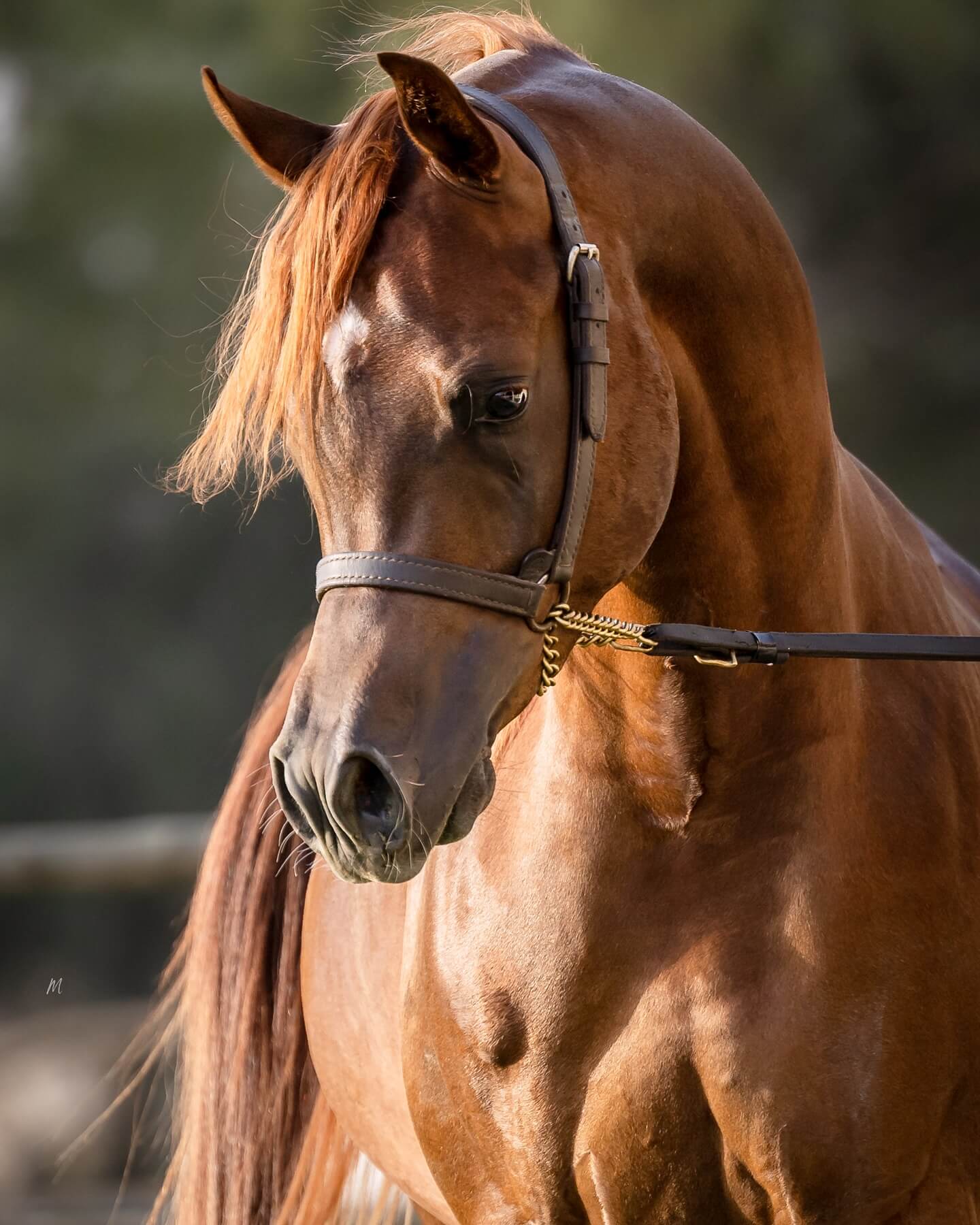 Becoming
From the Al Jood Stud comes a young colt growing into the strength of a stallion —
Majd Al Jood.
He is not in a hurry.
His journey is steady, shaped by care, heritage, and quiet determination.
Every day, he carries more of the weight his name was born for — with softness in his eyes, and purpose in his stride.
He doesn’t seek the spotlight, but there’s something in his presence that draws it anyway.
Because true greatness doesn’t need to announce itself —it simply arrives.
As he steps forward, still becoming, we watch with excitement, and walk with him in hope.
Majd is a 2022 born stallion sired by Vervaldee (Versace x Giavanna by Nv Beau Bey) and out of Felicia Rlc (Shael Dream Desert x Camelia K by Donatello K).
His dam is our beloved Elle Marin, the daughter of Ajman Moniscione (Wh Justice x Anthea Moniscione by Padrons Ghibli) and out of Allamara Ma (Marwan Al Shaqab x Ra Miss Siagon by Exceladdinn), making Marin a full-sister to the globally known Elle Flamenca.
– 2023 Poland Sopot Arabian show Unanimous Gold Champion Yearling Colt
– 2023 Italy Vesuvio Trophy International Show Silver Champion Yearling Colt
Proudly bred and owned by the Al Jood Stud.
Gateway to the Stars
www.aljoodstud.com
@photography_maxinewellens 📸
#equinephotography #photography #equine #horse #horsephotography #arabianhorse #black #white#qatar #usa #animal #horsephotographer #photographer #beauty #exotic #photooftheday #naturephotography#animalphotography #horsephoto #equestrian #purebredarabian #nice #photogram #photoshoot #instaphoto #photoart#equinelife #equineart #equinelove #equinesofinstagram