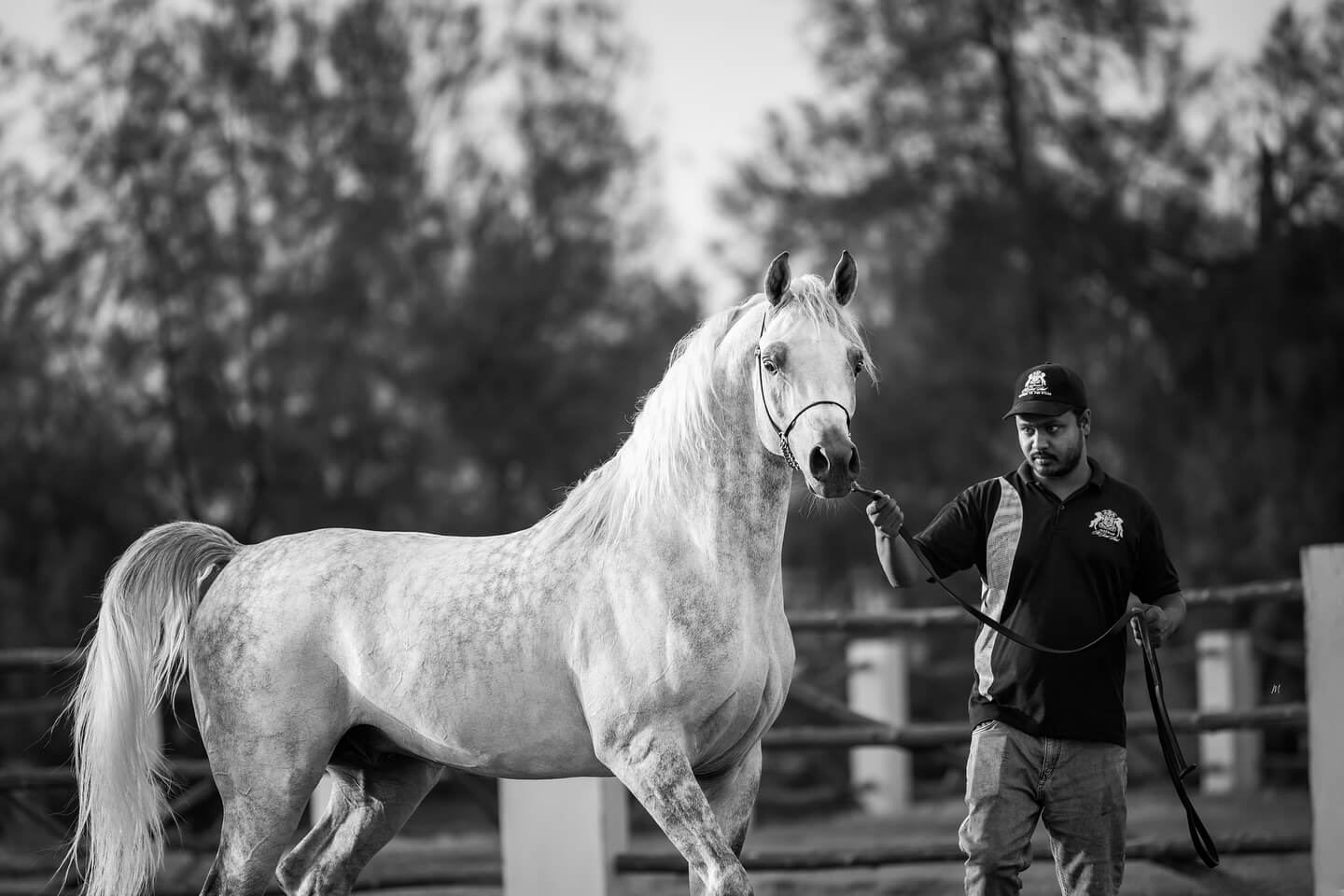 Rising - Meyrath Al Jood
A rising star among straight Egyptian Arabian stallions, Meyrath Al Jood carries the legacy of greatness in every stride. Sired by the noble Sinan Al Rayyan and out of the elegant Maraam Al Jood, he embodies the essence of classic Arabian type—refined, proud, and full of promise.
With eyes like desert jewels and a presence that commands admiration, Meyrath Al Jood is more than a name—he is a future legend in the making.
Meyrath is a 2022 born stallion sired by Sinan Al Rayyan (Ansata Sinan x Al Wajba Al Rayyan by Safir) and out of our home-bred multi-Champion mare Maraam Al Jood, a daughter by Marajh ka (Makhnificent ka x Marquisah ka by Marquis I), and out of RSL Faith (Alixir x Rhapsody in Black by Thee Desperado).
Watch him rise. The journey begins now.
Proudly bred and owned by the Al Jood Stud.
Gateway to the Stars
www.aljoodstud.com
@photography_maxinewellens 📸
#equinephotography #photography #equine #horse #horsephotography #arabianhorse #black #white#qatar #usa #animal #horsephotographer #photographer #beauty #exotic #photooftheday #naturephotography#animalphotography #horsephoto #equestrian #purebredarabian #nice #photogram #photoshoot #instaphoto #photoart#equinelife #equineart #equinelove #equinesofinstagram