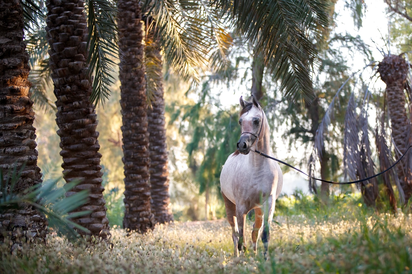 A radiant embodiment of heritage and elegance, Elyssa Al Jood is a 2023 born filly of exceptional promise and poise.
Sired by the illustrious D Wannas and out of the graceful Elkymia Al Jood, she carries forward a legacy rich in refinement, type, conformation and athleticism.
From her sire D Wannas (Fa El Rasheem x D Sayedah by Marajj), Elyssa inherits a powerful, arched neck set beautifully on a well-laid shoulder — a signature trait that enhances both her natural elegance and her poised presence. This strong forehand conformation not only adds to her visual harmony but provides the foundation for balance and expression so highly prized in the Arabian breed. Combined with a sculpted head and large, luminous eyes, her sire’s influence is unmistakable in both her beauty and strength.
Her dam, Elkymia Al Jood (Hariry Al Shaqab x Justa Valentine TBA by DA Valentino), brings a legacy of impeccable conformation and balance. A daughter of the esteemed Hariry Al Shaqab and granddaughter of the legendary Da Valentino, Elkymia is a mare of exceptional presence and correctness. Her long, swan-like neck — reminiscent of both Hariry’s aristocratic stretch and Da Valentino’s refined silhouette — is beautifully set and carried with effortless elegance. She exemplifies the ideal blend of strength, femininity, and structural harmony, and these qualities shine through in Elyssa.
Together, these lines blend in Elyssa Al Jood to create a filly of rare distinction: delicate yet powerful, refined yet bold. She promises to be a cornerstone in the future breeding program and preserve the true essence of the Arabian horse — beauty, spirit, and legacy.
With her pedigree, presence, and promise, Elyssa Al Jood is destined to leave her mark.
Proudly bred and owned by the Al Jood Stud.
Gateway to the Stars
www.aljoodstud.com
@photography_ziggywellens 📸
#photo #photography #horse #horses #equine #equestrian #champion #horseriding #showhorse #viral #like #follow #beauty #popular #winning #winner #horsephotographer #equinephotography #portraitphotography #pet #qatar #usa #news #horselife #horsesofinstagram #explore #animal #model #arabianhorse #purebredarabian