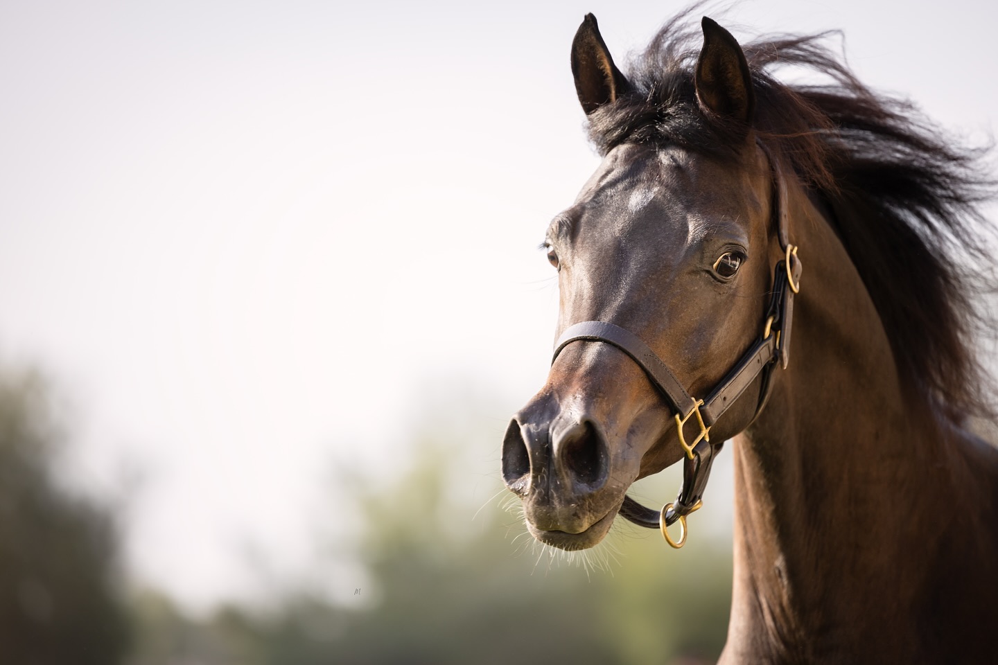 “At Al Jood Stud, where desert winds whisper legacy, our hearts beat with the grace and passion of the Arabian horse — a timeless bond born of beauty, spirit, and soul.”
Gateway to the Stars
www.aljoodstud.com
@photography_maxinewellens 📸
#equinephotography #photography #equine #horse #horsephotography #arabianhorse #black #white#qatar #usa #animal #horsephotographer #photographer #beauty #exotic #photooftheday #naturephotography#animalphotography #horsephoto #equestrian #purebredarabian #nice #photogram #photoshoot #instaphoto #photoart#equinelife #equineart #equinelove #equinesofinstagram