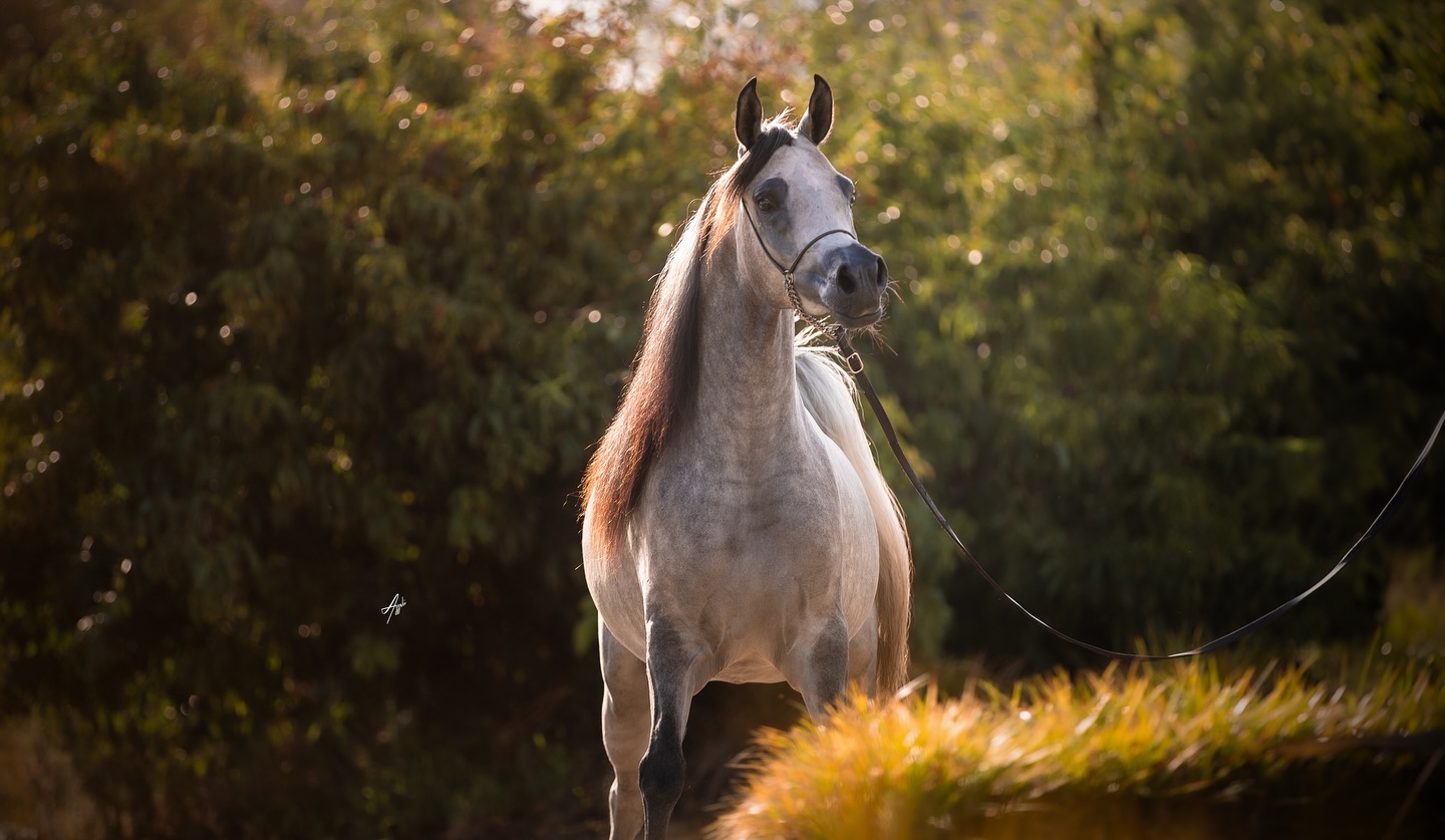 Estonia Al Jood is a young mare of exceptional quality and promise, representing the next generation of refined Arabian breeding at Al Jood Stud.
Born in 2022, she is sired by the dynamic young stallion BV Unik, a son of the world-renowned Shanghai EA (by WH Justice out of Salymah EA by Khidar), and out of the elegant Flavia (Thamil × Uztariz by Carmargue). BV Unik brings a rare blend of type, charisma, and international pedigree—qualities clearly passed on to his daughter.
On the dam side, Estonia Al Jood is out of the stunning Eksterna, a mare of exceptional femininity and balance. Eksterna is sired by the legendary Polish stallion Ekstern (Monogramm × Ernestyna by Piechur), and out of Emanta, a daughter of Pamir and the iconic Emanacja (by Eukaliptus), one of Poland’s most influential mares. This maternal line is renowned for its strength, motion, and elegance—hallmarks that Estonia herself proudly reflects.
With such a rich and carefully curated pedigree, Estonia Al Jood combines some of the most influential bloodlines of both modern show and classic Polish breeding. Her structure, presence, and overall type make her an exciting foundation mare with exceptional potential for future breeding success.
As she begins her breeding career, we look forward with great anticipation to the legacy Estonia Al Jood will leave behind—one foal at a time.
Show results:
– 2023 Spain Fonteta Arabian Show – Gold Champion Yearling Filly.
– 2023 Spain Silleda Semana Verde International show – Unanimous Gold Champion Yearling Fillies
– 2023 Spain Equigal International show – Gold Champion Yearling Fillies
– 2023 Spain A Estrada National Show – Unanimous Gold Champion Yearling Fillies
– 2022 Spain Spanish Nationals – Gold Champion Futurity Fillies.
Proudly bred and owned by the Al Jood Stud.
Gateway to the Stars
www.aljoodstud.com
@alessioazzaliphotography 📸
#photo #photography #horse #horses #equine #equestrian #champion #horseriding #showhorse #viral #like #follow #beauty #popular #winning #winner #horsephotographer #equinephotography #portraitphotography #pet #qatar #usa #news #horselife #horsesofinstagram #explore #animal #model #arabianhorse #purebredarabian