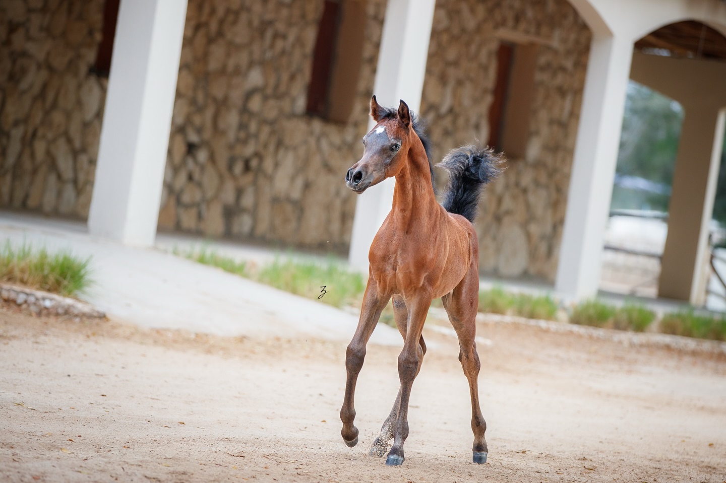 A Legacy in the Making.
Harib Al Jood, a radiant 2025 born colt destined to carry the torch of Arabian excellence. Bred from a lineage of global champions, Harib combines timeless elegance with the promise of greatness. From the moment he took his first steps, it was clear—this colt is born to shine.
Sired by the 2021 Bronze World Champion Senior Stallion, Harbi Al Adwan, Harib is the living embodiment of his sire’s refinement, charisma, and commanding presence. Harbi Al Adwan is himself a son of the exceptional Asfoor Al Waab (Barraq El Alya x Sara Aljazira by Adnan), and out of Wadha Al Adwan (Fayad Al Fayyad x Platinum Psylouette by EA Echstravagant), offering a pedigree rich in strength and type.
On his dam’s side, Harib is nothing short of royalty. His mother is the exquisite Sultanat Al Shaqab, the 2015 Silver World Champion Yearling Filly. She is a full sister to both Kahil Al Shaqab and Wadee Al Shaqab—names that resonate at the highest levels of Arabian horse breeding, all sired by the legendary Marwan Al Shaqab, a three-time World Champion (Gazal Al Shaqab x Little Liza Fame by Fame VF). Harib’s granddam, OFW Mishaahl (Mishaah x OFW Balarina by RSD Dark Victory), adds further depth to this dazzling maternal line.
With beauty carved by generations of greatness, Harib Al Jood is a colt that blends history, heart, and high potential. Every stride he takes echoes the legacy behind him—and every gaze he captures is a glimpse into the future of the Arabian breed.
Proudly bred and owned by the Al Jood Stud.
Gateway to the Stars
www.aljoodstud.com
@photography_ziggywellens 📸
#photo #photography #horse #horses #equine #equestrian #champion #horseriding #showhorse #viral #like #follow #beauty #popular #winning #winner #horsephotographer #equinephotography #portraitphotography #pet #qatar #usa #news #horselife #horsesofinstagram #explore #animal #model #arabianhorse #purebredarabian