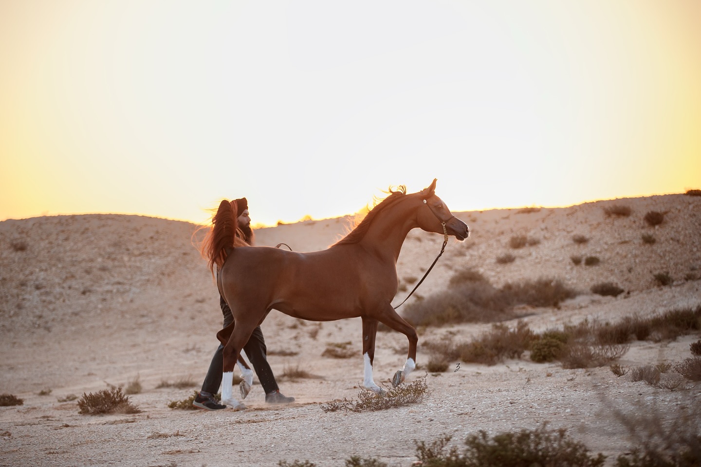 A Chestnut Jewel in the Al Jood Crown
With hearts full of gratitude and quiet excitement, we proudly share Maha Al Jood, our elegant 2022-born Arabian filly whose beauty speaks of beauty, and whose presence whispers of promise.
Sired by the exotic Magic Magnifique—a stallion renowned for his striking type and charismatic appeal, himself a son of True Colours and Magic Mon Amour—Maha carries the mystique and refinement of generations past.
Her dam, our cherished Justa Valentine Tba (by Da Valentino out of JustaWish Tba by Justafire DGL), continues to bless our breeding program with daughters of grace, charisma, and nobility. Maha is a full-hearted maternal sister to our treasured mares Elkymia Al Jood (by Hariry Al Shaqab) and Juhaina Al Jood (by Hakeem Al Shaqab), both of whom have already made their mark within our family of mares, and most recently Julyaana Al Jood (by D Wannas).
Maha Al Jood represents the harmony of some of the finest bloodlines in the Arabian breed — a thoughtful blend of beauty, strength, and expression. We are humbled by her presence and look to the future with hope and quiet anticipation as she matures into her role, both in the show ring and as a future cornerstone of our breeding vision.
She is not only a continuation of a cherished legacy — she is a radiant new chapter.
Proudly bred and owned by Al Jood Stud.
Gateway to the Stars
www.aljoodstud.com
@photography_ziggywellens 📸
#photo #photography #horse #horses #equine #equestrian #champion #horseriding #showhorse #viral #like #follow #beauty #popular #winning #winner #horsephotographer #equinephotography #portraitphotography #pet #qatar #usa #news #horselife #horsesofinstagram #explore #animal #model #arabianhorse #purebredarabian