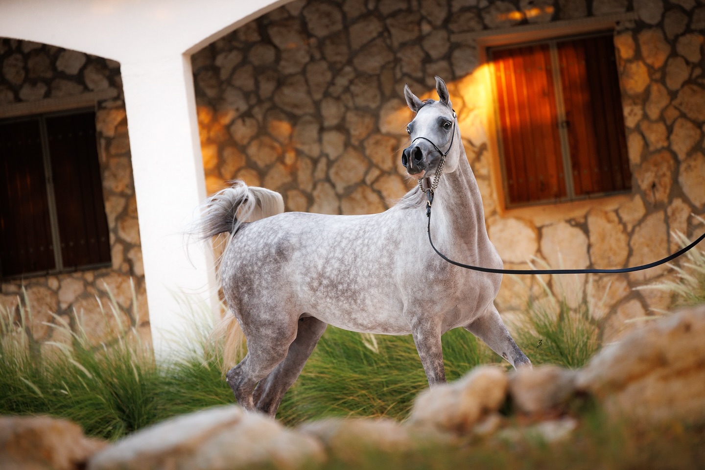 With hearts overflowing with gratitude, we are beyond humbled to share a mare whose story feels written in the stars — our beloved Venetzia Al Jood. A daughter of our program, a dream brought to life, and now, a mother to the next generation.
Venetzia was born in 2021, carrying the unmistakable brilliance of her sire, the legendary Versace (Fame VF x Precious As Gold by El Shaklan). But her story is even more special to us — she is the very first foal out of our cherished Elstrella Meia Lua, a graceful mare by HP Ali and out of Ellara El Ludjin (by Ludjin El Jamaal). From the beginning, Venetzia carried with her the weight of hope and the whisper of legacy.
She was never just a filly. She was a signal — a promise that our vision was unfolding. With every step she took, she lit up the show ring:
– 2023 USA AHAF Holiday Festival – Gold Champion 2-Year-Old Filly
– 2023 USA East Coast Championships – Classic Gold Champion Junior Filly
– 2023 USA East Coast Championships – Gold Champion 2-Year-Old Filly
But this year, something even more profound happened. Venetzia welcomed her very first foal — Razeen Al Jood, a radiant young colt sired by the incomparable FA El Rasheem. Watching her cradle new life with such grace and quiet strength has been one of the most moving chapters in our journey.
Venetzia is not just a mare. She is a symbol of everything we dream of — heritage, heart, and the courage to reach for the unknown. Through her, our vision “Gateway to the Stars” breathes and shines. And now, with Razeen by her side, we look to the horizon with wonder and quiet awe.
From the stars she came — to the stars she now leads.
Proudly bred and owned by the Al Jood Stud.
Gateway to the Stars
www.aljoodstud.com
@photography_ziggywellens 📸
#photo #photography #horse #horses #equine #equestrian #champion #horseriding #showhorse #viral #like #follow #beauty #popular #winning #winner #horsephotographer #equinephotography #portraitphotography #pet #qatar #usa #news #horselife #horsesofinstagram #explore #animal #model #arabianhorse #purebredarabian