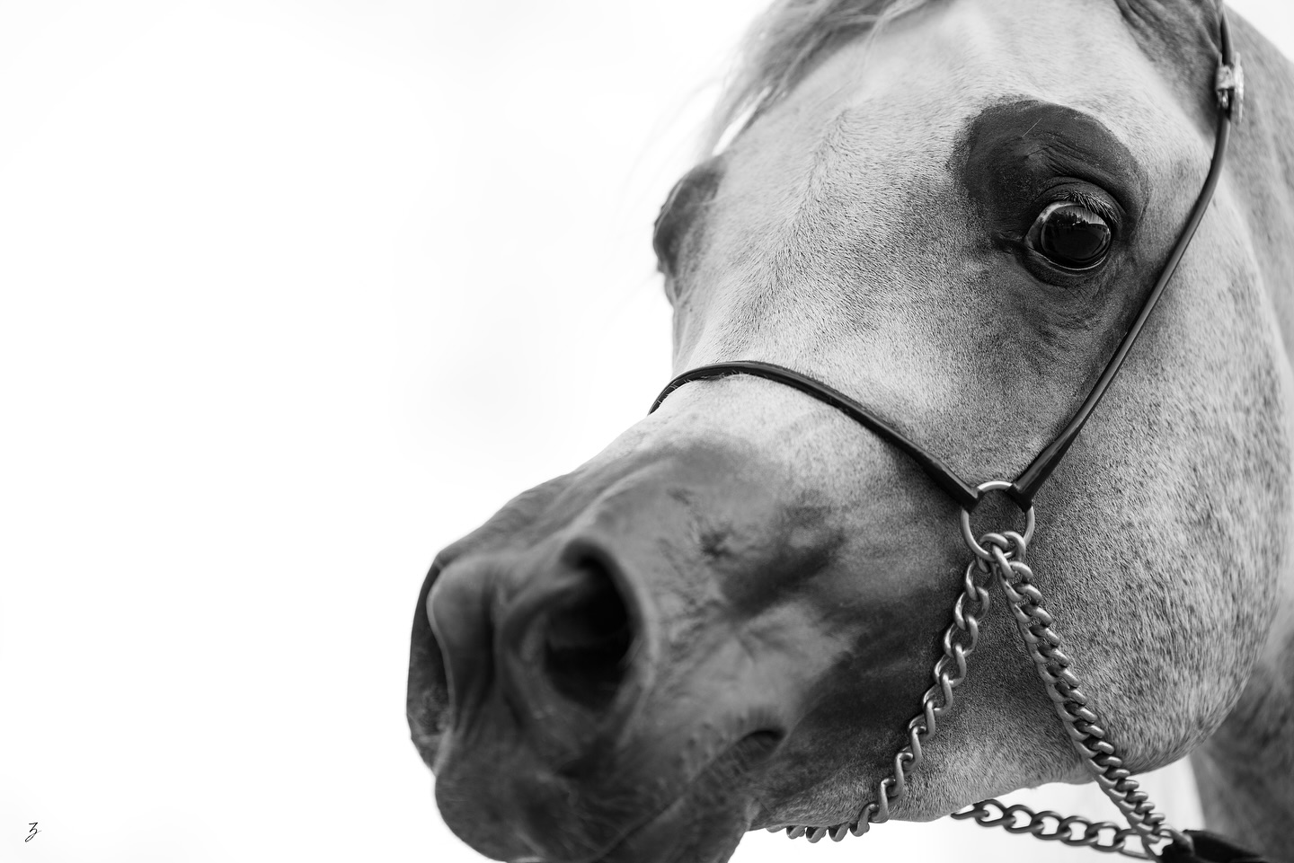 Rising – Meyrath Al Jood
Time moves on, and so does the quiet ascent of a young stallion destined for greatness. Meyrath Al Jood continues to rise—steadily, surely, and with the unmistakable glow of a true Straight Egyptian treasure. As he matures, his noble presence deepens, his expression grows more commanding, and the promise whispered at his birth now echoes with conviction.
Born in 2022, Meyrath Al Jood is the proud son of the esteemed Sinan Al Rayyan (Ansata Sinan x Al Wajba Al Rayyan by Safir), whose bloodlines trace to the heart of Egyptian nobility. His dam, our cherished Maraam Al Jood, brings her own majesty to the equation—herself sired by Marajh KA (Makhnificent KA x Marquisah KA by Marquis I), and out of RSL Faith (Alixir x Rhapsody in Black by Thee Desperado), whose legacy of strength and grace lives on through him.
He is typey, proud, and carries a charisma that cannot be taught—only inherited.
As Meyrath Al Jood enters the next phase of his journey, we remain humbled and hopeful. Watching him evolve has been a gift. And though the stars may seem distant, for some—like him—they are a destiny.
Proudly bred and owned by Al Jood Stud
Gateway to the Stars.
www.aljoodstud.com
@photography_ziggywellens 📸
#photo #photography #horse #horses #equine #equestrian #champion #horseriding #showhorse #viral #like #follow #beauty #popular #winning #winner #horsephotographer #equinephotography #portraitphotography #pet #qatar #usa #news #horselife #horsesofinstagram #explore #animal #model #arabianhorse #purebredarabian