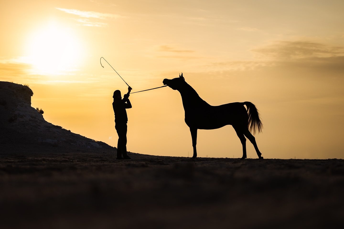At Al Jood Stud, the Arabian horse is not simply bred — it is revered, as a living masterpiece shaped by love, passion, and purpose. Inspired by the timeless rhythm of Arabian poetry and the soul of our heritage, each horse we raise carries a spark of the desert’s spirit and the elegance of ancient bloodlines.
Ours is a journey written in stardust — a Gateway to the Stars — where beauty is born beneath celestial skies, and every hoofbeat echoes with the legacy of centuries. Here, artistry meets devotion, and the dream of the perfect Arabian lives on, shimmering like a distant constellation, always within reach.
Gateway to the Stars
www.aljoodstud.com
@photography_maxinewellens 📸
#equinephotography #photography #equine #horse #horsephotography #arabianhorse #black #white#qatar #usa #animal #horsephotographer #photographer #beauty #exotic #photooftheday #naturephotography#animalphotography #horsephoto #equestrian #purebredarabian #nice #photogram #photoshoot #instaphoto #photoart#equinelife #equineart #equinelove #equinesofinstagram