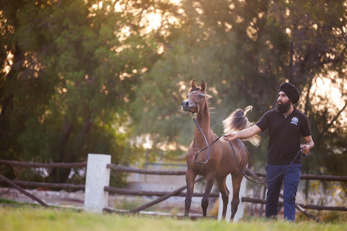 Bathed in soft golden light, Julyaana Al Jood continues to mature with grace — and this new photo captures her beauty as she steps further into her own radiance.
A late 2024 filly, Julyaana shines with the early promise of brilliance. She is sired by our young and charismatic stallion D Wannas, a son of FA El Rasheem and out of D Sayedah (by Marajj and out of the unforgettable Ladi Veronika). His star is only beginning to rise, and Julyaana is among his exciting first daughters.
Her dam, Justa Valentine Tba, is a cornerstone mare in our program — blending the strength of Da Valentino with the fire of JustaWish Tba (by Justafire DGL). This damline has given us some of our most beloved fillies and mares, including Juhaina Al Jood, Elkymia Al Jood, and Maha Al Jood — each of them a glowing testament to type, femininity, and structured conformation.
With each passing day, Julyaana glows a little brighter — like sunlight gently unfolding — revealing not only her exquisite pedigree, but a spirit that promises something special. We remain deeply grateful to witness her journey — one frame, one season, one golden moment at a time.
Proudly bred and owned by Al Jood Stud
Gateway to the Stars
www.aljoodstud.com
@photography_ziggywellens 📸
#photo #photography #horse #horses #equine #equestrian #champion #horseriding #showhorse #viral #like #follow #beauty #popular #winning #winner #horsephotographer #equinephotography #portraitphotography #pet #qatar #usa #news #horselife #horsesofinstagram #explore #animal #model #arabianhorse #purebredarabian