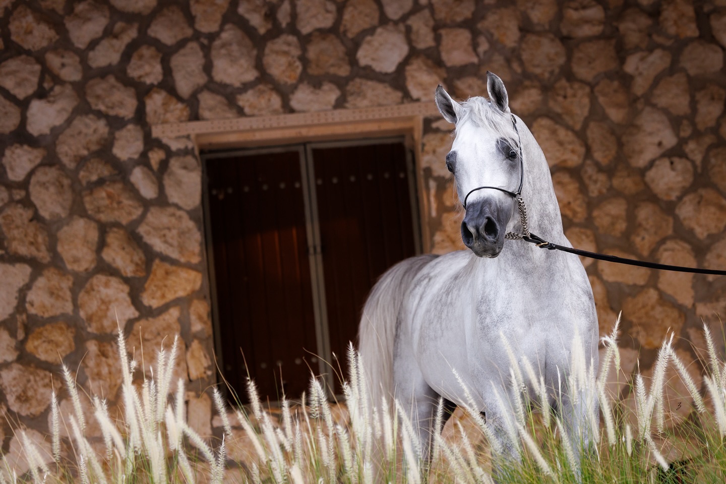 Rising – Meyrath Al Jood
Every season brings with it change—and with it, growth. For Meyrath Al Jood, 2022 born Straight Egyptian colt, that growth is not just in stature, but in soul, presence, and promise. From the quiet brilliance of his early days to the emerging power of his young stallion frame today, Meyrath continues to fulfill the promise written in his blood.
Sired by the legendary Sinan Al Rayyan—himself a son of the iconic Ansata Sinan—Meyrath draws strength from generations of nobility and desert-born pride. His dam, our home-bred Maraam Al Jood, adds her own timeless depth through her Marajh KA and Thee Desperado-lined pedigree. Together, these lines speak not only of beauty and refinement, but of purpose and endurance.
There is something about him—an energy that draws the eye, a presence that fills a space before he even steps into it. He is transforming into a beautiful stallion, with every passing month, we see a future in the making: classic in type, commanding in spirit, and true to the soul of the Egyptian Arabian horse.
The path ahead is unwritten, but with stars to guide and purpose in his stride, we trust he’ll find his place among them.
Proudly bred and owned by Al Jood Stud
Gateway to the Stars
www.aljoodstud.com
@photography_ziggywellens 📸
#photo #photography #horse #horses #equine #equestrian #champion #horseriding #showhorse #viral #like #follow #beauty #popular #winning #winner #horsephotographer #equinephotography #portraitphotography #pet #qatar #usa #news #horselife #horsesofinstagram #explore #animal #model #arabianhorse #purebredarabian