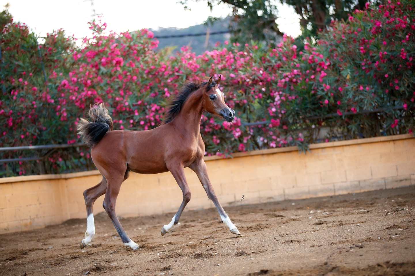 Presenting - Shadya Al Jood
Born of stardust, raised in light.
Among the celestial clouds of our Al Jood nebula, where dreams shimmer and legacies take form, a new light has begun to rise—our 2025 yearling filly, Shadya Al Jood.
Sired by the magnetic TM Itaipu (El Tino × Faizah Carol by Shael Dream Desert), and out of the ethereal D Sabaheyyah (Fa El Rasheem × D Sahabah by WH Justice), Shadya stands at the meeting point of beauty, balance, and brilliance. Her pedigree flows like a constellation of greatness—each name a guiding star in the Arabian universe.
There is a stillness in her gaze, a spark in her movement—a quiet power that whispers of promise yet to unfold. While her story is just beginning, we hold it with humility and awe, knowing that sometimes the most radiant stars rise softly.
Under the skies of Al Jood, Shadya is one of our brightest hopes.
- 2025 Spain Fonteta Arabian show – Gold Champion Futurity Foal filly
Proudly bred and owned by Al Jood Stud.
Gateway to the Stars
www.aljoodstud.com
@photography_ziggywellens 📸
#photo #photography #horse #horses #equine #equestrian #champion #horseriding #showhorse #viral #like #follow #beauty #popular #winning #winner #horsephotographer #equinephotography #portraitphotography #pet #qatar #usa #news #horselife #horsesofinstagram #explore #animal #model #arabianhorse #purebredarabian