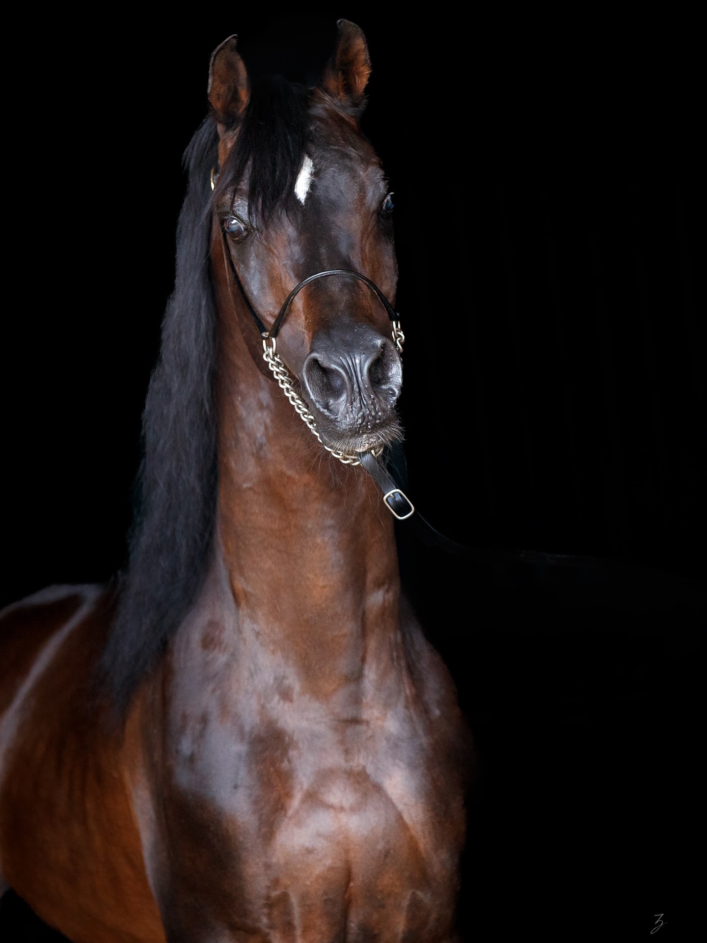 Alixir — A Star That Still Burns Bright
There are horses who pass through our lives, and then there are those who shape the very course of it.
Alixir is one of the latter.
A Straight Egyptian stallion born in 1998 sired by The Elixir and out of The Prevue, he carries with him a heritage etched deep into the fabric of Arabian horse history. His presence is more than physical — it is felt, remembered, and quietly echoed in the generations that follow.
Decades on, Alixir continues to embody the timeless beauty and spirit of his lineage. His noble fire may now burn more gently, but it has never dimmed. Today, he enjoys his well-earned retirement under the devoted care of Bernat Tolrà and the exceptional team at Tolrà Training Center — a place where he is respected not only for what he was, but for all he still is.
Around the world, a constellation of descendants has formed — each carrying forward a spark of the Alixir Nebula, a term that speaks to the universe of inspiration, grace, and legacy born through him. Like stars that emerge from the mystery of the cosmos, his influence continues to shine through the lives he’s touched and the dreams he’s helped shape.
We look back with gratitude, not to hold onto the past, but to carry its light into the future. Because in a world that moves swiftly, there are a few rare souls — like Alixir — whose light stays steady, guiding, and true.
He is part of who we are.
A horse among stars.
A star among horses.
Proudly owned by Al Jood Stud.
Gateway to the Stars
www.aljoodstud.com
Photograph of Alixir at 27yrs old.
@photography_ziggywellens 📸
#photo #photography #horse #horses #equine #equestrian #champion #horseriding #showhorse #viral #like #follow #beauty #popular #winning #winner #horsephotographer #equinephotography #portraitphotography #pet #qatar #usa #news #horselife #horsesofinstagram #explore #animal #model #arabianhorse #purebredarabian