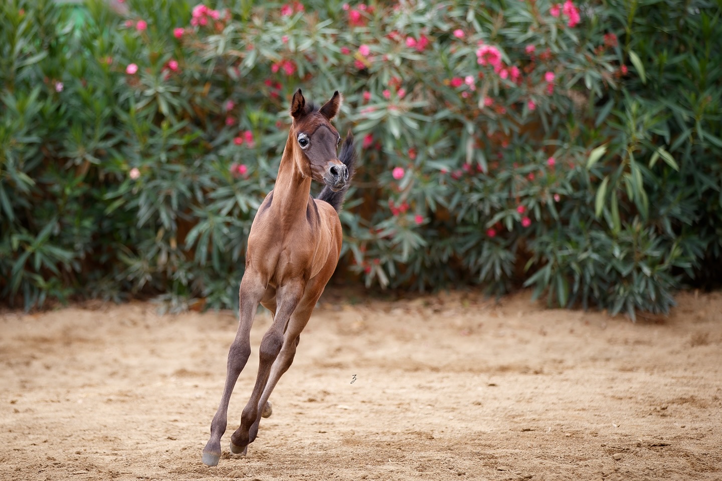 Unveiling a Filly of 2025 — Born of Light and Legacy
From the quiet cradle of time and dust, she emerges — not with thunder, but with the gentle certainty of something fated. A flicker in the vastness, a whisper from the stars drawn into form.
She is made of echoes and constellations.
Her sire, Ghaly Al Hawajer, stands as a son of Dominic M, carrying the brilliance of Fa El Rasheem through the luminous Ghaliyah Al Hawajer — a lineage etched in fire, finesse, and forward vision.
Her dam, Eksterna, speaks in the elegant dialect of Poland’s noble mares — daughter of the immortal Ekstern, out of Emanta by Pamir and the iconic Emancja, a tapestry threaded with grace.
Within her runs a rare inheritance — the fierce breath of the desert and the soul of old Europe’s poetry, braided seamlessly into youth. She doesn’t demand the eye. She earns it — in the way she moves like moonlight over still water, in the way her gaze holds the hush of the infinite.
There is something in her presence that feels both remembered and brand new — like a note from a forgotten song echoing softly back into the world.
And so, we don’t rush her becoming.
We simply look up — and begin to understand what it means to witness the first light of a star.
Proudly bred and owned by Al Jood Stud.
Gateway to the Stars
www.aljoodstud.com
@photography_ziggywellens 📸
#photo #photography #horse #horses #equine #equestrian #champion #horseriding #showhorse #viral #like #follow #beauty #popular #winning #winner #horsephotographer #equinephotography #portraitphotography #pet #qatar #usa #news #horselife #horsesofinstagram #explore #animal #model #arabianhorse #purebredarabian