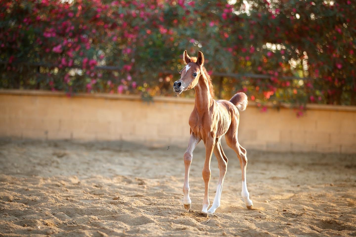 Introducing a New Dawn at Al Jood – A 2025 Colt of Noble Blood.
From the heart of the desert — where the soul of the Arabian horse was first breathed into being — we welcome a new colt whose presence already feels etched in time.
Born beneath the soft hush of a golden morning, this young colt stands not only on the sands of today but within the shadows of greatness that came before him. He is a son of Shanghai EA — the unforgettable 2019 Silver World Champion and International Champion, whose silken presence and sculpted form echo the vision of his sire, the “Champion Maker” WH Justice, and the elegance of Salymah, herself a daughter of Khidar and tracing to the fine lines of Libanon Azadika NL.
On his dam’s side flows the living flame of Marwan Al Shaqab — the Three-Time World Champion whose name needs no embellishment. His dam, our first time mother Heymana Al Jood, is a daughter of this legend, and out of our treasured homebred mare Hiyam Al Jood (by Magic Dream CAHR and out of FS Hibah El Perseus by Perseus El Jamaal). This union weaves together beauty and brilliance — a tapestry so finely threaded it draws parallel to the famed pedigree of World Champion QR Marc himself.
As a son of Shanghai EA and a daughter of Marwan Al Shaqab, his bloodline walks beside greatness — echoing even the famed heritage of the incomparable World Champion Excalibur EA, whose lineage too finds its roots in this union of sires.
And yet, he stands humbly in his first days — unaware of the stars whispered into his blood, or the legacy rising quietly behind his eyes. His head, already sculpted with classic dry type, carries the promise of timeless desert refinement. His look is one of the past remembered, the present revealed, and the future stirring just beneath the surface.
Proudly bred and owned by Al Jood Stud
Gateway to the Stars
@photography_ziggywellens 📸
#photo #photography #horse #horses #equine #equestrian #champion #horseriding #showhorse #viral #like #follow #beauty #popular #winning #winner #horsephotographer #equinephotography #portraitphotography #pet #qatar #usa #news #horselife #horsesofinstagram #explore #animal #model #arabianhorse #purebredarabian