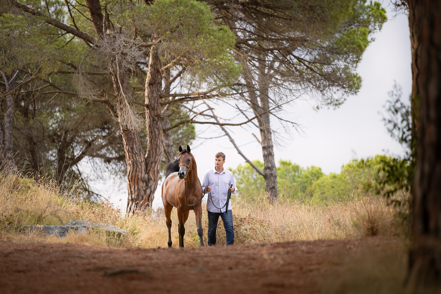 Marwan Al Jood – Born in Europe, Rooted in Qatar
In 2024, beneath European skies, a young colt took his first steps — yet within him lives the spirit of the desert. Marwan Al Jood is the harmony of two worlds: European-born, but carrying the timeless heritage of the Arabian horse from Al Jood Stud’s homeland Qatar.
Sired by the rising star D Wannas (FA El Rasheem × D Sayedah (by Marajj × Ladi Veronika)), and out of the refined and graceful Elle Marin (Ajman Moniscione × Allamara MA by Marwan Al Shaqab), Marwan Al Jood is not only the bearer of names that shaped the Arabian horse legacy, he is their living continuation. Within him converges the brilliance of champions past and the promise of champions yet to come, a lineage both time-tested and destined for new horizons.
Now entrusted to the care of Tolra Training Center in Spain, Marwan Al Jood is flourishing on the European stage. His presence already speaks of grace and power, youth and promise. He is not merely a colt, but a vision of the future, a testament to what heritage can become when given wings.
Show Highlights
– 2025 France Pompadour International show – Gold Champion Yearling Colts
– 2025 Spain Fonteta Arabian show – Gold Champion Yearling Colts
– 2025 Spain Ibio International Arabian horse show – Gold Champion Yearling Colts
– 2025 Spain Equigal International show – Unanimous Gold Champion Yearling Colt
– 2025 Spain A Estrada National Show – Unanimous Gold Champion Yearling colt
Proudly bred & owned by Al Jood Stud, Qatar
Gateway to the Stars
www.aljoodstud.com
@photography_maxinewellens 📸
#equinephotography #photography #equine #horse #horsephotography #arabianhorse #black #white#qatar #usa #animal #horsephotographer #photographer #beauty #exotic #photooftheday #naturephotography#animalphotography #horsephoto #equestrian #purebredarabian #nice #photogram #photoshoot #instaphoto #photoart#equinelife #equineart #equinelove #equinesofinstagram
