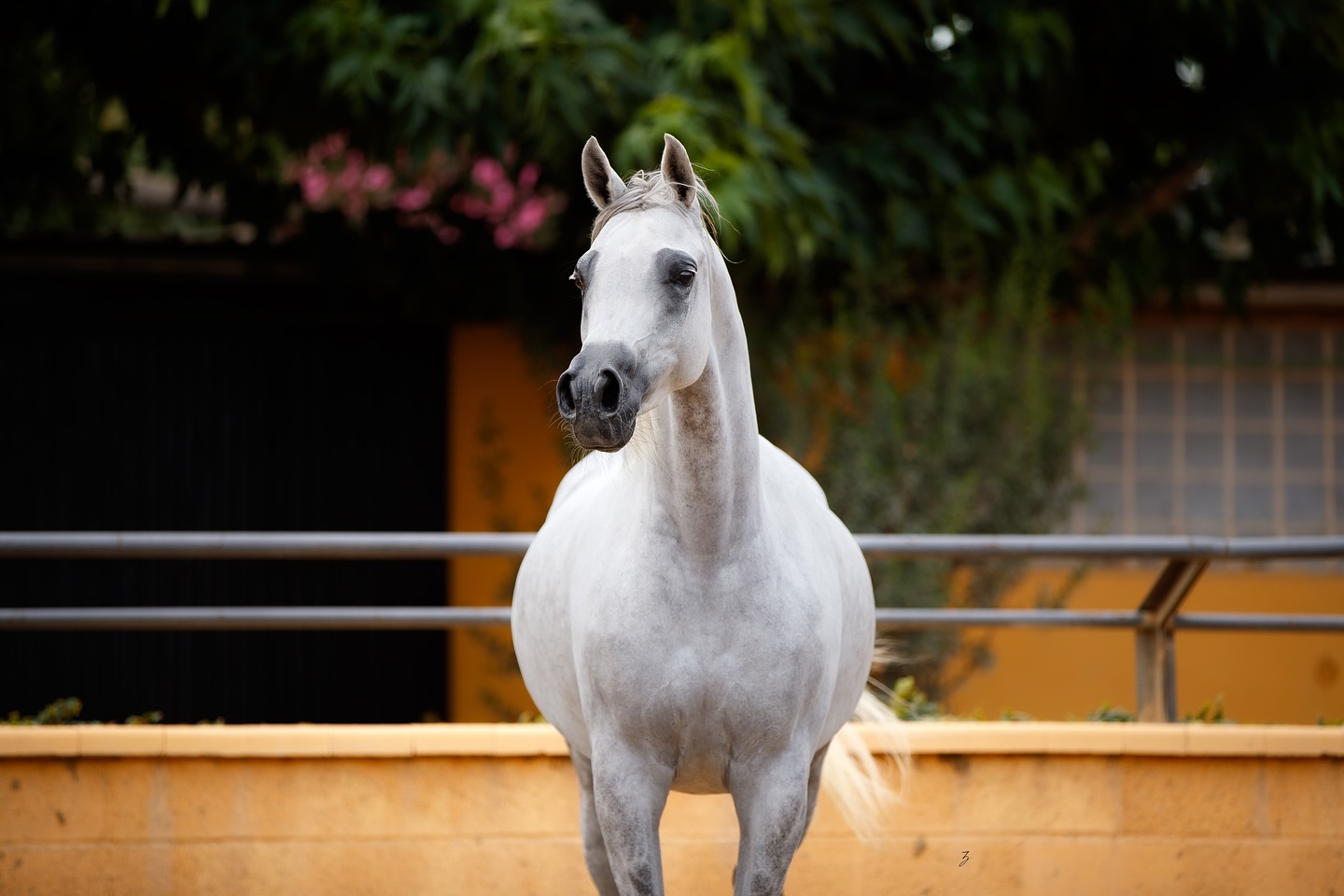Introducing Abha Dawahr
With grace that carries both history and promise, we welcome Abha Dawahr into the Al Jood Stud breeding program.
Bred by the legendary Ses Planes of Mallorca, a name synonymous with vision and devotion to the Arabian horse. Abha Dawahr brings with her a tapestry of bloodlines carefully nurtured for generations.
She is a 2018 born mare sired by ZT Magnofantasy (ZT Magnanimus x ZT Fantmaisa by ZT Shakfantasy), a stallion whose lineage reflects the refinement and artistry of traditions that shaped modern breeding. On her dam’s side, she is out of Gual Alba (Gual Sadam × Gual Tessa by Abha Harim), carrying within her the enduring legacy of the Abha line, a bloodline that has gifted the Arabian world with some of its most treasured individuals.
To welcome a daughter of such pedigrees is both an honor and a responsibility. Through her, the story of Ses Planes, born in the valleys of Mallorca, continues its journey across seas and deserts, now woven into the future vision of Al Jood Stud, Qatar.
For the present, she rests in Spain at the Tolra Training Center, where she is nurtured with care until her time comes to welcome her first foal for our program.
Abha Dawahr is more than an arrival, she is a bridge between legacies, a bearer of noble ancestry, and a promise of beauty yet to unfold.
Proudly owned by the Al Jood Stud.
Gateway to the Stars
www.aljoodstud.com
@photography_ziggywellens 📸
#ArabianHorse #PurebredArabian #ArabianMare #ArabianBreeding #ArabianHorseStud #ArabianHorseLovers #SesPlanes #AlJoodStud #ZTArabians #AbhaLine #ArabianBloodlines #ArabianHorseHeritage #QatarArabians #SpainArabians #GlobalArabians #EquineElegance #HorseOfKings #DesertHeritage #TimelessBeauty #LivingLegacy