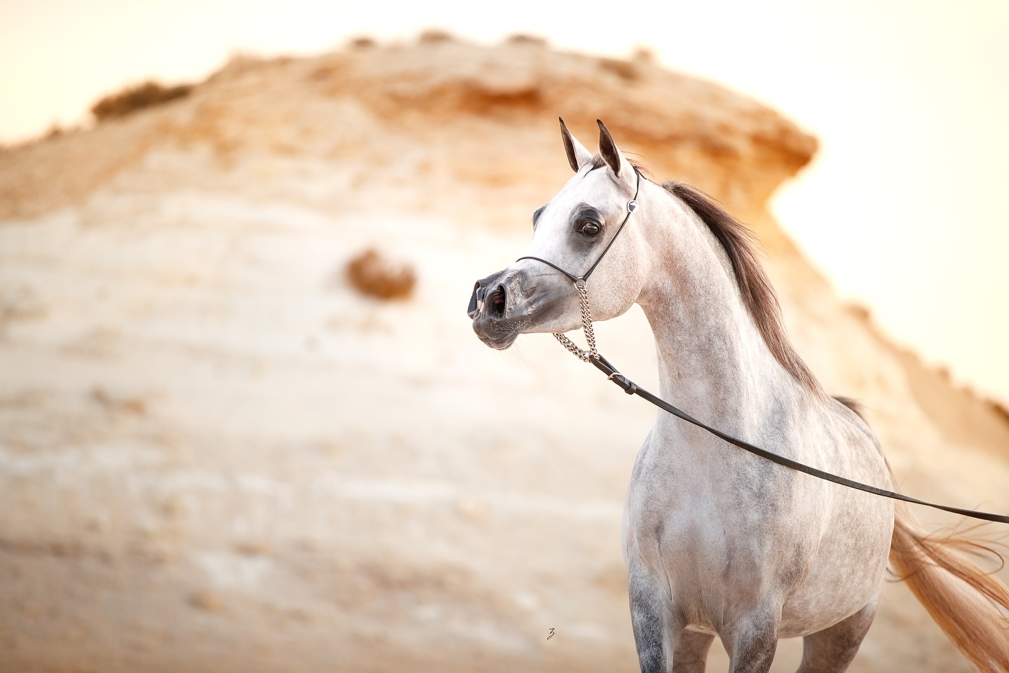 In the cradle of Qatar’s desert, where the Arabian horse has long been both crown and companion, a new star rises.
Almiya Al Shaqab
A 2022 born filly who’s heritage is a tapestry of treasures: sired by the exotic Farhoud Al Shaqab, son of the immortal Al Adeed Al Shaqab, a stallion whose very name is carved into the legacy of Qatar, and out of Johara Al Shaqab, a daughter of Imperial Mahzeer and the noble Sahaba by Adeeb. On her dam’s side, she is graced by the timeless beauty of Bint Maggie Mae, herself the daughter of the legendary Thee Desperado, and from the unforgettable Miss Maggie Mae, tracing to Bint Magidaa and the dynasty of Khofo and Magidaa.
In her veins runs the living memory of champions, poets’ visions, and desert dreams, the essence of the Straight Egyptian Arabian at its most refined. Already crowned Silver Champion Junior Filly at the 2024 Al Rayyan Peninsula Show, she is on her journey with Al Jood Stud, where heritage and future meet.
Almiya is more than a filly; she is the desert reborn in motion, a flame of ancestry, a promise for tomorrow.
Proudly owned by Al Jood Stud.
Gateway to the Stars
www.aljoodstud.com
@photography_ziggywellens 📸
#AlmiyaAlShaqab #AlJoodStud #AlShaqab #ArabianHorse #StraightEgyptian #EgyptianArabian #PurebredArabian #ArabianMare #ArabianFilly #ArabianHorseWorld #ArabianHorseBreeding #ArabianHorseShow #ChampionFilly #SilverChampion #FutureChampion #DesertHeritage #ArabianLegacy #BloodlinesOfTheDesert #QatarHorses #QatariHeritage #ArabianElegance #EquineBeauty #HorseOfInstagram #InstaHorse #HorseLovers #BeautifulHorses #EquestrianLife #HorseBreeding #ShowRingStar #NextGenerationArabians
