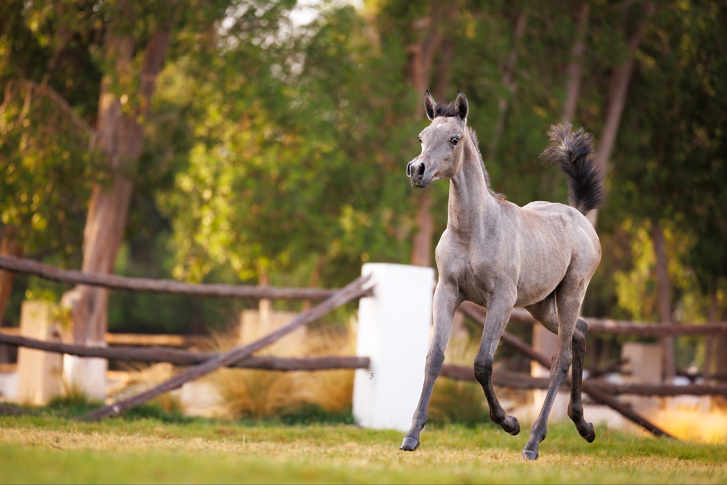 Balsam Al Jood: The Story Unfolds
There is a quiet magic in watching heritage take shape before your eyes. Balsam Al Jood, our 2025 Straight Egyptian filly, is already carrying herself with a grace that speaks not only of promise, but of memory, the memory of a lineage steeped in beauty, strength, and authenticity.
She is sired by the noble Ghazal Al Waab, a son of Nasser Al Rayyan (Sinan Al Rayyan × Nafrah Al Rayyan by Ashhal Al Rayyan) and out of Ghazalah Al Waab (Barraq El Aliya × Nabeela Sakr by Tallahsman). Ghazal’s presence is one of classical type and desert nobility, and through him, Balsam inherits the powerful legacy of Al Rayyan’s treasured lines.
On her dam’s side, she is out of the refined Samara Al Bawady, herself a daughter of Madheen Al Nakeeb (Murtajab Al Nabeeb × Madoorah by Imperial Madheen) and out of Feryal Athbah (Ali Valentino × Ansata Empress by Ansata Sokar). From Samara, Balsam receives the refinement and timeless influence of the Imperial and Ansata bloodlines, ensuring her place in the stream of mares who embody both elegance and depth.
With such a pedigree, Balsam Al Jood stands as more than a filly, she is a continuation of stories written long before her, and a promise of what is yet to come. Each step she takes feels like a thread connecting past to present, and present to future.
We look forward with gratitude and anticipation, as her journey is just beginning, a journey guided by heritage, patience, and the enduring spirit of the Straight Egyptian Arabian.
Al Jood Stud
Gateway to the Stars
www.aljoodstud.com
@photography_ziggywellens 📸
#StraightEgyptian #ArabianHorse #ArabianMare #Filly #EquestrianLife #HorseOfInstagram #PurebredArabian #EquineBeauty #EquestrianDreams #HeritageHorse #HorsePhotography #ElegantHorse #ShowArabian #HorseAddict #HorseGoals #EquineElegance #EquestrianStyle #FutureChampion #PedigreePower #HorsePassion #InstaHorse #HorseWorld #EquestrianVibes #EquestrianSpirit #EquestrianLifestyle #HorsesOfInstagram #HorseDaily #EquineHeritage #GatewayToTheStars #AlJoodStud