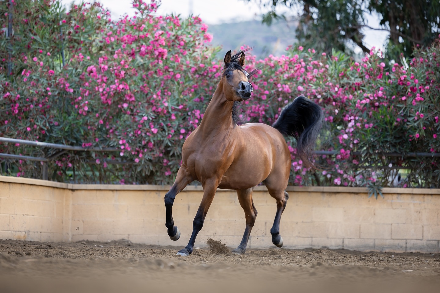 An Opportunity of Rare Promise
Offered for consideration: Raneen Al Jood, a 2022 born mare whose very pedigree makes her a treasure for the future. She is the embodiment of a golden cross, uniting the noble Spanish Arabian blood through her sire with the timeless elegance of Straight Egyptian lines through her dam.
Her sire, Izabal (El Perfecto × Israel by Jaguay), carries forward the celebrated legacy of the legendary El Perfecto. From her dam, our beloved Fh Sharuby Rose (Shaheen Al Waab × Candela Rose by Alixir), Raneen inherits the prestige of a Bronze World and International Champion.
Already, she has stepped into the ring with distinction:
– 2023 Spain Silleda Semana Verde International – Unanimous Silver Champion Yearling Filly
– 2023 Spain Equigal International C Show – Silver Champion Yearling Filly
Currently in training at Tolra Training Center, Spain, Raneen Al Jood shines with the quiet brilliance of a mare destined to be a cornerstone in the breeding barn.
For inquiries: +97430661116 or Bernat Tolra +34653997375
Proudly bred & owned by Al Jood Stud
Gateway to the Stars
www.aljoodstud.com
@photography_maxinewellens 📸
#arabianhorse #arabianhorses #arabianmare #arabianstallion #arabianfoal #straightegyptian #spanisharabian #goldencross #horsesofinstagram #horsesforsale #arabianbreeder #arabianbreeding #arabianhorsebreeding #showarabian #arabianhorseworld #arabianhorselove #arabianbeauty #purebredarabian #championarabian #worldclassarabian #arabianhorsecommunity #equinebreeding #arabianhorsebreeders #arabianhorseforsale #arabianstud #arabianmareforsale #equineinvestment #arabianhorseshow #arabianhorsefarm #arabianhorseenthusiast