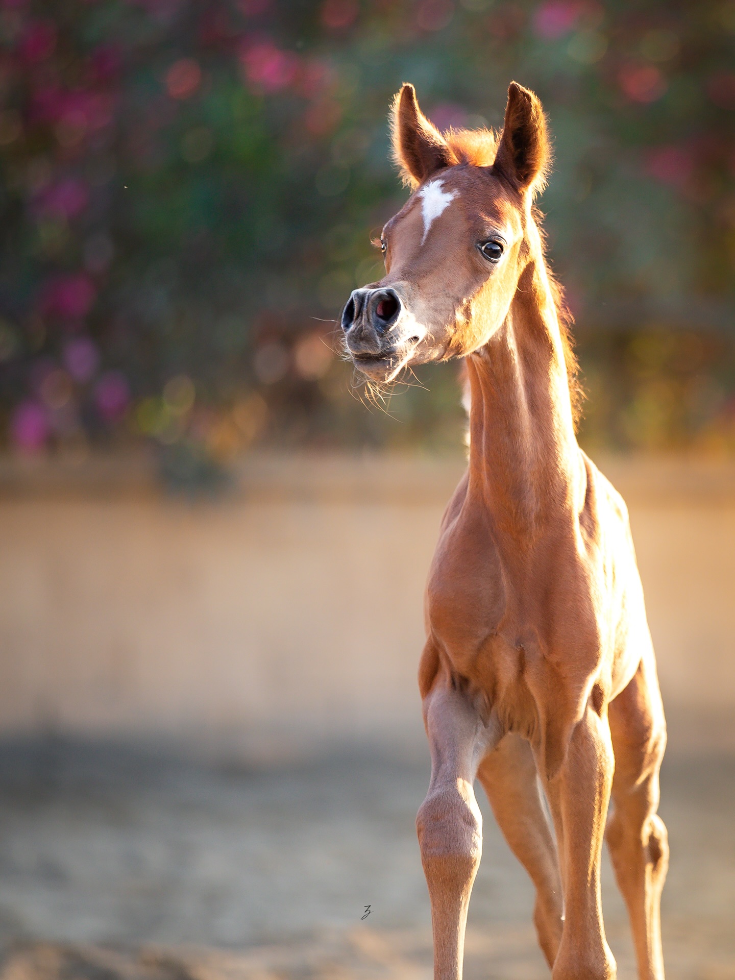 A Promise Taking Shape
What began as a whisper of dawn is now finding its voice. The young 2025 born colt we introduced not long ago, born of the desert’s breath and the heritage of kings, is unfolding into himself with every passing day.
He carries in his veins the legacy of Shanghai EA, the unforgettable Silver World Champion and son of the “Champion Maker” WH Justice, and Salymah, whose own noble roots trace through Khidar and Libanon Azadika NL. From his sire, he inherits refinement carved like marble, elegance flowing like water, and the unmistakable stamp of greatness.
On his dam’s side rests the eternal fire of Marwan Al Shaqab, the three-time World Champion whose influence reshaped the breed. His dam, Heymana Al Jood, a daughter of Marwan Al Shaqab, brings with her the cherished blood of our own Hiyam Al Jood (by Magic Dream CAHR and out of FS Hibah El Perseus by Perseus El Jamaal), lines that glow with both strength and beauty. This rare union mirrors the very same tapestry that gave rise to the likes of QR Marc and Excalibur EA, whose pedigrees stand among the most admired in modern Arabian horse history.
Already, his presence hints at what is to come: a finely chiseled head that speaks of timeless desert type, a look of softness yet strength, and a spark in his eye that seems to know he carries something more than himself, the weight of generations, the promise of tomorrow.
Proudly bred and owned by Al Jood Stud
Gateway to the Stars
www.aljoodstud.com
@photography_ziggywellens 📸
#arabianhorse #arabianhorses #arabianfoal #arabianhorsebreeding #arabianstud #purebredarabian #straightegyptian #arabianstallion #arabianmare #colt #worldchampionarabian #horsesoftheworld #horsebreeding #shanghaiea #whjustice #marwanalshaqab #magicdreamcahr #excaliburea #qrmarchorse #showarabian #arabianbeauty #horselovers #equinephotography #equestrianlife #horsesofinstagram #arabianhorsebreeder #arabianhorseworld #arabianhorsecommunity #aljoodstud #gatewaytothestars