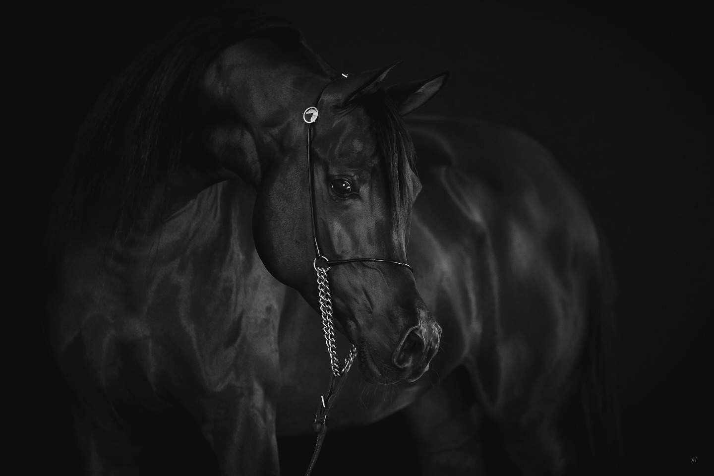 A Flame Kept by the Desert
In Qatar, where the desert wind carries both silence and song, a young mare now walks whose story is older than time itself. She is Drahim Al Bahya, a 2020 born mare of noble lines and shaped by heritage, yet her truest chapter begins here, beneath the skies of Al Jood.
Her sire, AJ Majdan, brought with him the elegance of Vervaldee (Versace × Giavanna by NV Beau Bey) and the refinement of Marhnika (Marhaabah × Ladi Veronika by Versace). Her dam, AJ Debaja, gave her the fire of World Champion Marajj (Marwan Al Shaqab × RGA Kouress by Kouvay Bey) and the spirit of AJ Djamilja (WH Justice × Djasira Princess Psytadel by Psytadel).
But though her roots reach across great bloodlines, it is here, in Qatar, that her destiny unfolds. At Al Jood Stud, she is more than pedigree, she is a symbol of continuity, a living poem of the desert, a promise written in sand and starlight.
Those who see her do not simply see a mare; they feel the echo of generations, the pull of heritage, and the quiet certainty that Drahim Al Bahya has been placed here for a reason.
Proudly owned by Al Jood Stud
Gateway to the Stars
www.aljoodstud.com
@photography_maxinewellens 📸
#ArabianHorse #ArabianMare #ArabianHorses #PurebredArabian #ArabianHorseStud #ArabianHorseBreeder #ArabianHorseWorld #ShowArabian #ChampionArabian #ArabianHorseLovers #ArabianHorseOfInstagram #EquestrianLife #EquestrianLove #EquestrianStyle #EquestrianBeauty #HorseOfInstagram #HorseLovers #HorseBreeding #HorsePassion #DesertArabians #MiddleEastHorses #QatarArabians #AlJoodStud #MarwanAlShaqab #VersaceArabian #WHJustice #Vervaldee #Marajj #ArabianElegance #TimelessArabian