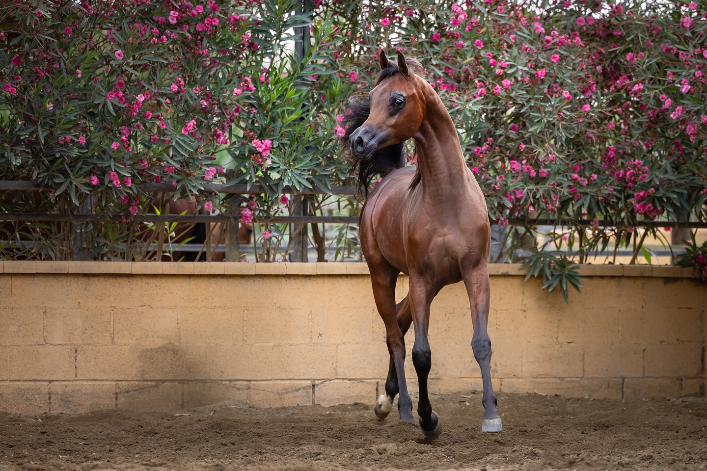 A Desert Soul Born in Europe
Beneath European skies in 2024, a young colt took his first steps, but in his veins ran the timeless winds of the Qatari desert. Marwan Al Jood is more than a colt; he is a bridge between worlds, carrying the echo of legendary ancestors and the promise of greatness yet unseen.
Sired by the rising star D Wannas (FA El Rasheem × D Sayedah by Marajj × Ladi Veronika) and out of the elegant Elle Marin (Ajman Moniscione × Allamara MA by Marwan Al Shaqab), Marwan Al Jood is the living heartbeat of champions past and future. His every movement whispers refinement, strength, and the magic of a lineage perfected through generations.
Now under the care of Tolra Training Center, Spain, his presence on the European stage is already undeniable. Grace, power, and spirit shine through him, a young colt who carries heritage as naturally as the desert carries the sun.
– 2025 France Pompadour International show – Gold Champion Yearling Colts
– 2025 Spain Fonteta Arabian show – Gold Champion Yearling Colts
– 2025 Spain Ibio International Arabian horse show – Gold Champion Yearling Colts
– 2025 Spain Equigal International show – Unanimous Gold Champion Yearling Colt
– 2025 Spain A Estrada National Show – Unanimous Gold Champion Yearling colt
Every accolade is a verse in his story; every stride a testament to what heritage can achieve when guided by heart and vision. Marwan Al Jood is not merely a champion, he is a vision, a dream made flesh, a colt born to inspire, to soar, and to define the next era of Arabian excellence.
www.aljoodstud.com
@photography_maxinewellens 📸
#ArabianHorse #StraightEgyptianArabian #ArabianColt #AlJoodStud #ArabianHeritage #DWannas #ElleMarin #ArabianHorseBreeding #ChampionArabian #ArabianLegends #ArabianBloodlines #ArabianShowHorse #EquestrianLife #HorseShowChampion #ArabianStallion #ArabianHorseOfInstagram #HorseLoversWorldwide #ArabianBeauty #DesertBloodlines #PureArabian #ArabianExcellence #ArabianHorseWorld #YoungChampion #HorsePedigree #ArabianSpirit #ArabianFutureChampion #InternationalArabianShow #ArabianHorsePassion #GlobalArabianCommunity #ArabianHorseLegacy