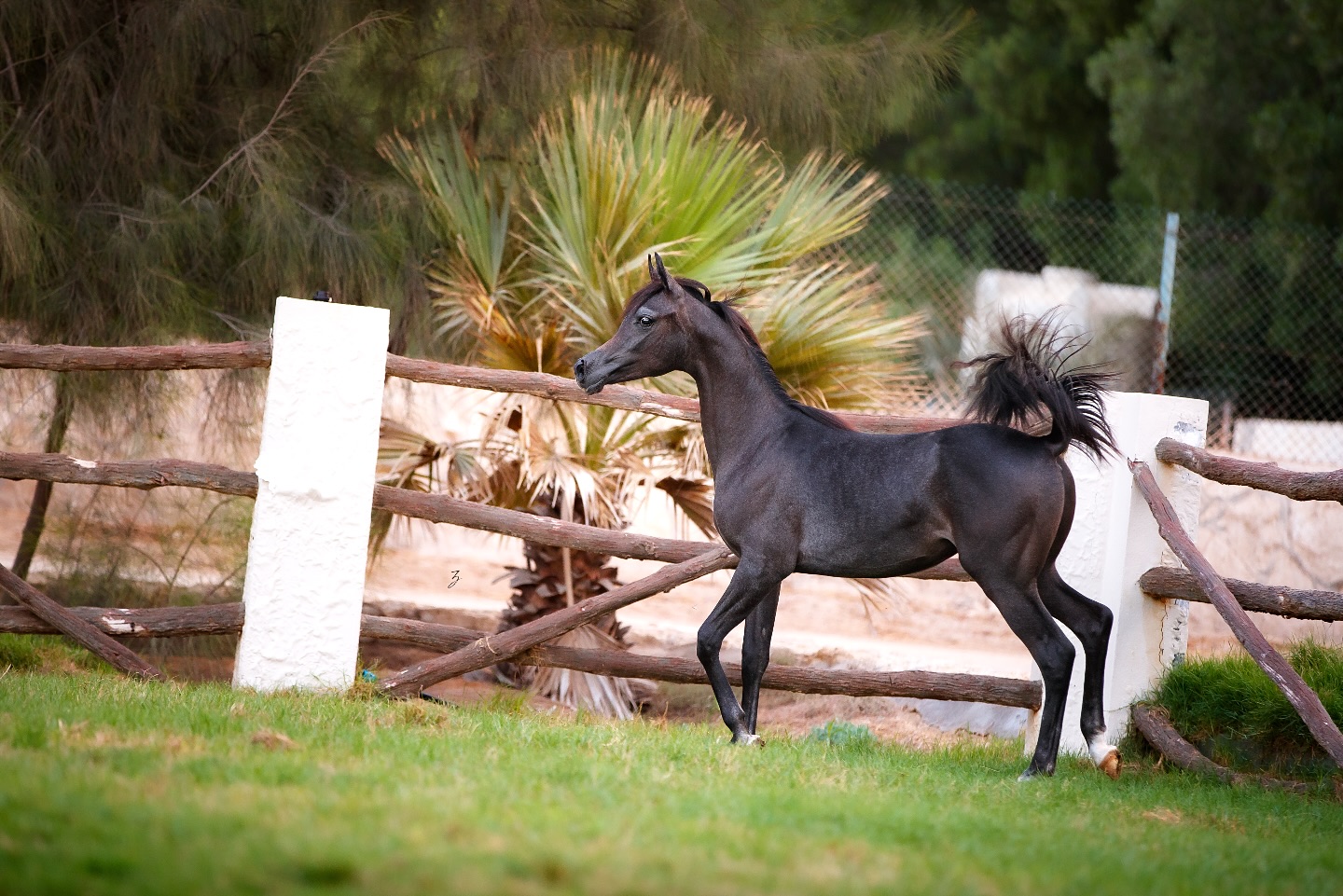 The Light Begins to Rise 

There are moments in every young horse’s journey when potential begins to take form, when the promise once whispered in his stride starts to speak with quiet confidence.

Tael Al Jood, our 2025-born grey colt, now stands at that threshold. His gaze carries the same depth as his heritage, the reflection of generations who defined Arabian beauty.
Sired by Talaal Serondella, the 2018 son of Shiraz De Lafon (Shanghai EA × Diacira De Lafon by Khidar) and Eliane El Ludjin (Ludjin El Jamaal × Elle Dorada by Enzo), his sire line continues to impress with balance and refinement.
From his dam, our cherished Elkymia Al Jood, daughter of the Platinum World Champion Hariry Al Shaqab (Marwan Al Shaqab × White Silkk) and out of Justa Valentine TBA (DA Valentino × JustaWish TBA by Justafire DGL), he inherits an undeniable brilliance in type, charisma, and that intangible spark of soul.

Still early in his story, Tael’s presence already carries a sense of purpose, a harmony between elegance and strength, spirit and serenity. In his every movement, we glimpse the unfolding of what we once only dreamed.
A colt born of starlight, now beginning to shine. 

Proudly bred and owned by Al Jood Stud
Gateway to the Stars 
www.aljoodstud.com

@photography_ziggywellens 📸

#ArabianHorse #PurebredArabian #ArabianColt #FutureChampion #ShowArabian #ArabianHorseStud #ArabianHorseBreeding #EquestrianElegance #ArabianHorseLovers #EquineExcellence #HorseOfTheDesert #ArabianBeauty #ColtOf2025 #ArabianHorseOfInstagram #EquestrianLife #EquestrianWorld #ArabianHorseShow #HorsePhotography #EquestrianLifestyle #ArabianHorseCommunity #GlobalEquestrian #ArabianHorseHeritage #EquestrianDreams #HorseBreeding #ArabianHorsePassion #EquestrianInspiration #HorseLovers #ShowRingStar #ArabianHorseFarm #AlJoodStud