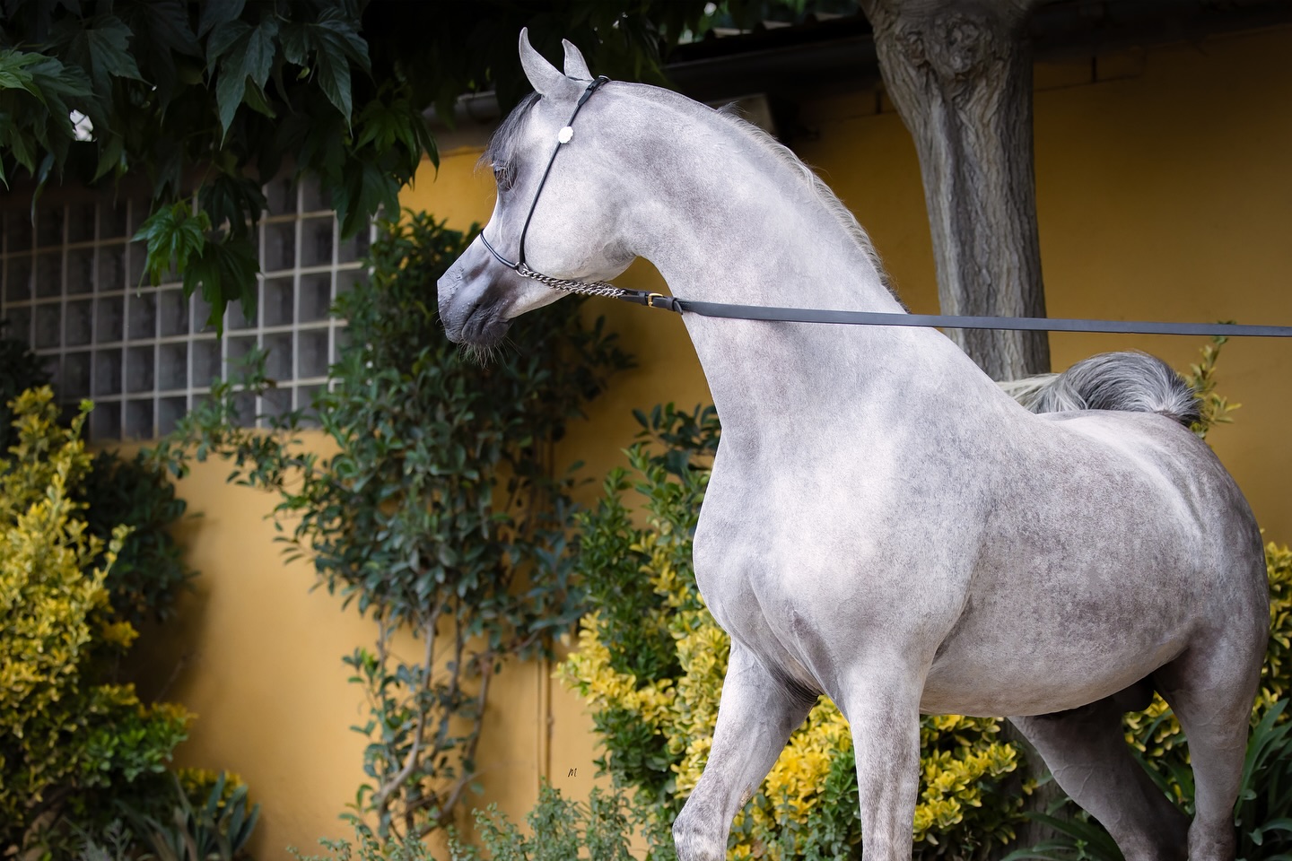 An Opportunity Not to Miss – Abha Dandi 

A rare opportunity now unfolds across Europe, the chance to breed to one of Spain’s most exciting young sires, Abha Dandi (2018), proudly owned by Al Jood Stud and standing under the expert care of Tolra Training Center.

This is your moment to be part of a legacy in the making. Bred by the masterful Ses Planes Stud of Mallorca, Abha Dandi represents the artistry and vision that have defined generations of Arabian excellence. He is a stallion born of distinction, a name already written in gold.

Sired by the world-renowned Abha Qatar (Marwan Al Shaqab × ZT Ludjkalba by Ludjin El Jamaal), Abha Dandi carries the charisma, type, and balance that define modern greatness. His dam, ZT Magrumif (ZT Magnanimus × ZT Rumifantasy by ZT Shakfantasy), contributes the timeless refinement and strength of the ZT legacy. Together, these lines form a pedigree that is as rare as it is powerful, one capable of elevating every mare it touches.

Now accepting bookings for the 2026 breeding season.
- The first breeding is FREE for European breeders.
- Special incentives are available for Spain-based breeders and package reservations.

From the sunlit shores of Mallorca to the proud vision of Al Jood Stud, Abha Dandi’s journey is one of heritage meeting opportunity. For breeders who look to the future, this is the moment to join his story.
Bookings & inquiries: Tolra Training Center – +34 653 997 375

Proudly owned by Al Jood Stud
Gateway to the Stars
www.aljoodstud.com

@photography_maxinewellens 📸

#AbhaDandi #AlJoodStud #ArabianStallion #ArabianHorseBreeding #BreedingSeason2026 #EuropeanBreeders #SpainArabians #MallorcaArabians #TolraTrainingCenter #AbhaQatar #MarwanAlShaqab #ZTArabians #ChampionStallion #GoldChampion #FutureSire #ArabianFoals #MareAndFoal #ArabianHorseLegacy #ArabianHorseCommunity #ArabianHorseEurope #BreedingOpportunity #ArabianHorseBloodlines #ArabianHorseSpirit #PurebredArabians #NextGenerationArabians #ArabianHorseDreams #DesertHeritage #ArabianHorsePedigree #ArabianHorseShow