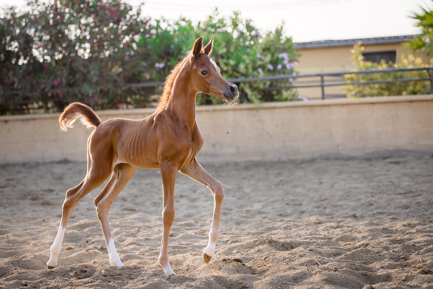Whispers of Tomorrow – The Legacy Awakens at Al Jood

There are moments when even the desert holds its breath. In that stillness, a young colt named Shaheen Al Jood moves, his stride tracing a bridge between past and promise.

Born beneath a golden dawn in Spain, he is a 2025 born son of Shanghai EA, the unforgettable Silver World Champion and son of the “Champion Maker” WH Justice, and Salymah EA, herself by Khidar and tracing to Libanon Azadika.
From his dam’s side flows the eternal fire of Marwan Al Shaqab, the Three-Time World Champion whose name defines excellence. His dam, Heymana Al Jood, daughter of Marwan, brings the cherished blood of Hiyam Al Jood (by Magic Dream CAHR and out of FS Hibah El Perseus by Perseus El Jamaal).

This union weaves the same golden threads that shaped legends like QR Marc and Excalibur EA, a lineage written in light.

His his head is finely chiseled, his eye deep with wonder, his every movement a promise taking form. Greatness, it seems, does not arrive, it awakens.

Proudly bred and owned by Al Jood Stud
Gateway to the Stars 
www.aljoodstud.com

@photography_maxinewellens 📸

#arabianhorse #arabianhorses #arabianfoal #arabianstallion #arabianstud #purebredarabian #showarabian #worldchampionarabian #shanghaiea #whjustice #marwanalshaqab #magicdreamcahr #excaliburea #qrmarc #khidar #libanonazadika #arabianhorsebreeder #arabianhorseworld #arabianhorsecommunity #arabianhorsebreeding #arabianbeauty #equestrianlife #horselovers #horsesofinstagram #equinephotography #foalsofinstagram #colt #spanisharabian #aljoodstud #gatewaytothestars