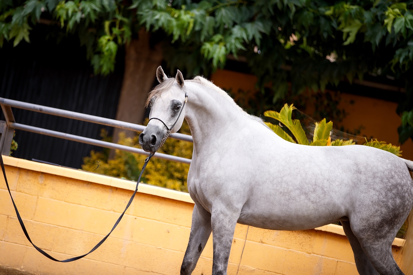 Abha Dawahr 

Quiet strength. Defined lines. A story carried forward.

A special 2018 born mare sired by ZT Magnofantasy (ZT Magnanimus × ZT Fantmaisa by ZT Shakfantasy) and out of Gual Alba (Gual Sadam × Gual Tessa by Abha Harim), her heritage runs deep, a blend of precision, type, and enduring grace.

Now in the care of Tolra Training Center in Spain, Abha Dawahr stands within the Al Jood Stud program as both legacy and direction, quiet power shaping what’s to come.

No excess. No noise. Just presence; refined, intentional, timeless.

Proudly owned by Al Jood Stud.
Gateway to the Stars
www.aljoodstud.com

@photography_ziggywellens 📸

#AlJoodStud #AbhaDawahr #ArabianHorse #ArabianMare #PurebredArabian #ArabianBreeding #ArabianBloodlines #ArabianHorseHeritage #ZTArabians #AbhaLine #GualArabians #QatarArabians #SpainArabians #TolraTrainingCenter #EquineElegance #DesertHeritage #LivingLegacy #TimelessBeauty #HorseOfKings #ArabianSoul #EquestrianElegance #ClassicArabian #ArabianHorseWorld #ShowArabian #BreedingProgram #EliteArabianHorses #PedigreePerfection #EquineArtistry #HeritageInMotion #GatewayToTheStars