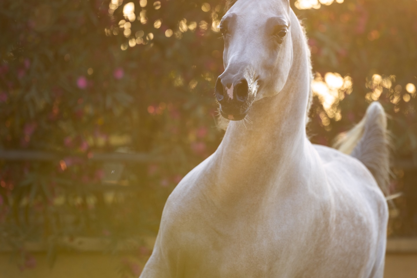 A New Chapter Begins – Abha Dandi

A rare opportunity returns across Europe to breed to one of Spain’s most captivating young sires, Abha Dandi (2018). Proudly owned by Al Jood Stud and standing with Tolra Training Center. Born at Ses Planes Stud (Mallorca), he represents heritage shaped into excellence. A stallion of presence, vision and promise.
Sired by Abha Qatar (Marwan Al Shaqab × ZT Ludjkalba), with refinement and strength from his dam ZT Magrumif (ZT Magnanimus × ZT Rumifantasy). A rare blend, created to elevate every mare.

• 2025 Spain Fonteta Arabian Show – Gold Champion Senior Stallion
• 2022 Spain Nationals – Silver Champion Senior Stallion
• 2021 Spain Nationals – Silver Champion Junior Colt

He is beauty proven through excellence. A young sire positioned to influence Europe’s breeding future.
Now accepting bookings – 2026 season

• First breeding FREE for European breeders
• Added incentives for Spain-based breeders & package reservations

From Mallorca’s sun to the vision of Al Jood Stud – this is your moment to be part of his story.

Bookings & inquiries:
Tolra Training Center +34 653 997 375

Proudly owned by Al Jood Stud
Gateway to the Stars
www.aljoodstud.com

@photography_maxinewellens 📸

#AbhaDandi #AlJoodStud #ArabianStallion #SpanishArabian #SesPlanesStud #TolraTrainingCenter #AbhaQatar #ZTLegacy #EliteBreeding #ArabianBreeding #EuropeanBreeders #SpainEquestrian #BreedingOpportunity #ChampionStallion #GoldChampion #ArabianHorseWorld #FutureLegend #ShowHorse #PedigreePower #StudService #2026BreedingSeason #StallionPromotion #HorseBreeder #EquestrianExcellence #ArabianHorseLovers #BreedingProgram #EquestrianElite #HorseOfInstagram #LimitedOpportunity #GatewayToTheStars