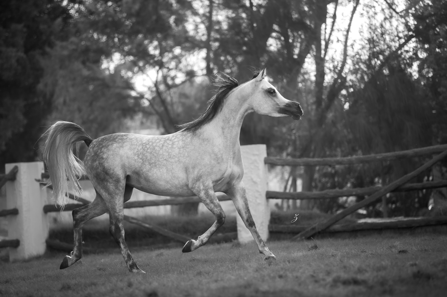 A Return – Almiya Al Shaqab

In 2024, Almiya Al Shaqab stepped into the Al Rayyan Peninsula Show, her presence a vision of heritage reborn. She left crowned Silver Champion Junior Filly, carrying the elegance of her ancestors like desert silk.
Now, she will return to the 2025 Al Rayyan Arabian Peninsula Horse Show, poised once more to contend for the title, more mature, more refined, and ever guided by the legacy within her.

Born in 2022, Almiya Al Shaqab is sired by the exotic Farhoud Al Shaqab, son of the immortal Al Adeed Al Shaqab, a stallion whose very name is carved into the legacy of Qatar, and out of Johara Al Shaqab, a daughter of Imperial Mahzeer and the noble Sahaba by Adeeb. 
On her dam’s side, she is graced by the timeless beauty of Bint Maggie Mae, herself the daughter of the legendary Thee Desperado, and from the unforgettable Miss Maggie Mae, tracing to Bint Magidaa and the dynasty of Khofo and Magidaa.

In her veins runs the memory of champions, the artistry of bloodlines perfected, the poetry of the Straight Egyptian Arabian at its most treasured form.

Proudly owned by Al Jood Stud
Gateway to the Stars
www.aljoodstud.com

@photography_ziggywellens 📸

#Arabianhorse #Qatar #Horse