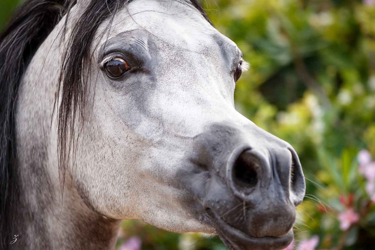 In the quiet stillness of the lens, she looks back; D Sabaheyyah.
Not posing, but remembering.

In her gaze lives the echo of ancient dunes and the lineage of greatness:
This beautiful 2028 born mare is sired by the exalted FA El Rasheem (FA El Shawan × Virtuosa MLR by Versace), and out of D Sahabah, daughter of the iconic WH Justice, tracing further through Kar Hacina (El Perfecto × Gual Hassika by Pepete).

Like rivers that once carved hidden valleys deep beneath the sands, the blood of Rasheem, Justice, Versace, and El Perfecto flows quietly within her, revealed not in the thunder of hooves, but in the serenity of her expression.

– 2021, Spain Barcelona Costa Brava Int. Arabian Horse Show, Gold Champion Junior Filly
– 2021, Italy Montefalco Arabian Horse Show, Bronze Champion Junior Mare

Now a mare matured into elegance, she turns her legacy outward, blessing Al Jood Stud with daughters of promise: Selene Al Jood (by Excalibur EA) and Shadya Al Jood (by TM Itaipu). Through them, the story continues, grace carried forward like starlight across the desert night.
D Sabaheyyah, a portrait of heritage, a whisper of tomorrow.

Proudly owned by Al Jood Stud
Gateway to the Stars
www.aljoodstud.com

@photography_ziggywellens 📸

#Equine #Qatar #ArabianHorse