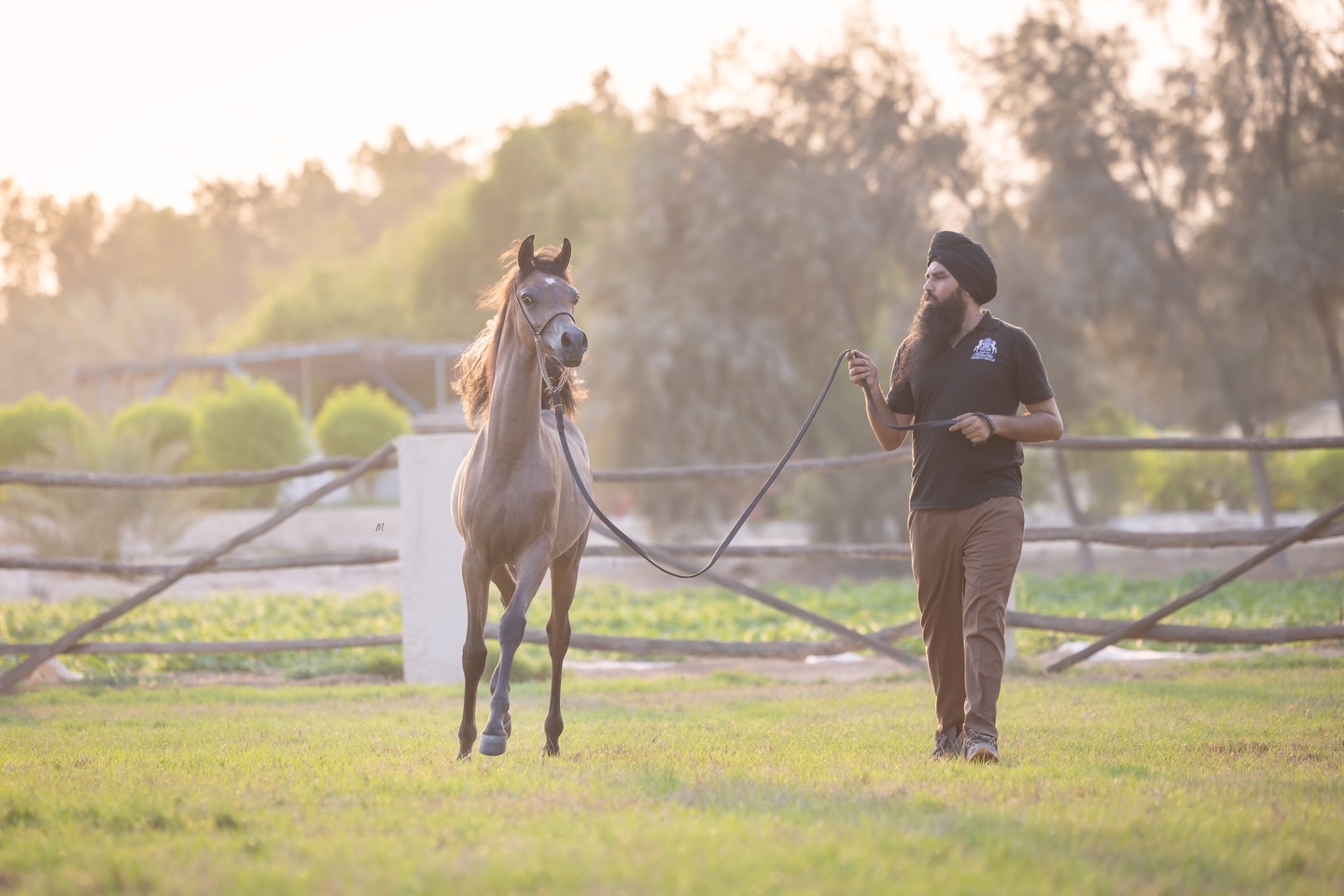 A Young Prince of Rare Lineage

Introducing Harib Al Jood, a colt whose presence reflects the timeless beauty of the Arabian horse. Bred from exceptional heritage, he is sired by 2021 Bronze World Champion Senior Stallion Harbi Al Adwan, a remarkable son of Asfoor Al Waab (Barraq El Alya x Sara Aljazira by Adnan) and out of Wadha Al Adwan (Fayad Al Fayyad x Platinum Psylouette by EA Echstravagant).
His dam is the exquisite Sultanat Al Shaqab, the 2015 Silver World Champion Yearling Filly, and full sister to Platinum World Champion Kahil Al Shaqab and World Champion Wadee Al Shaqab, all proudly descending from Marwan Al Shaqab (Gazal Al Shaqab x Little Liza Fame by Fame VF) and OFW Mishaahl (Mishaah x OFW Balarina by RSD Dark Victory).

With such a pedigree, Harib stands as a rare opportunity for breeders seeking beauty, heritage, and promise.
Harib Al Jood is now offered available for purchase in Qatar.
For details or inquiries, feel welcome to contact us: +97430661116

Proudly bred and owned by Al Jood Stud.
Gateway to the Stars
www.aljoodstud.com

@photography_ziggywellens 📸

#arabianhorse #Equestrian #Qatararabianhorse