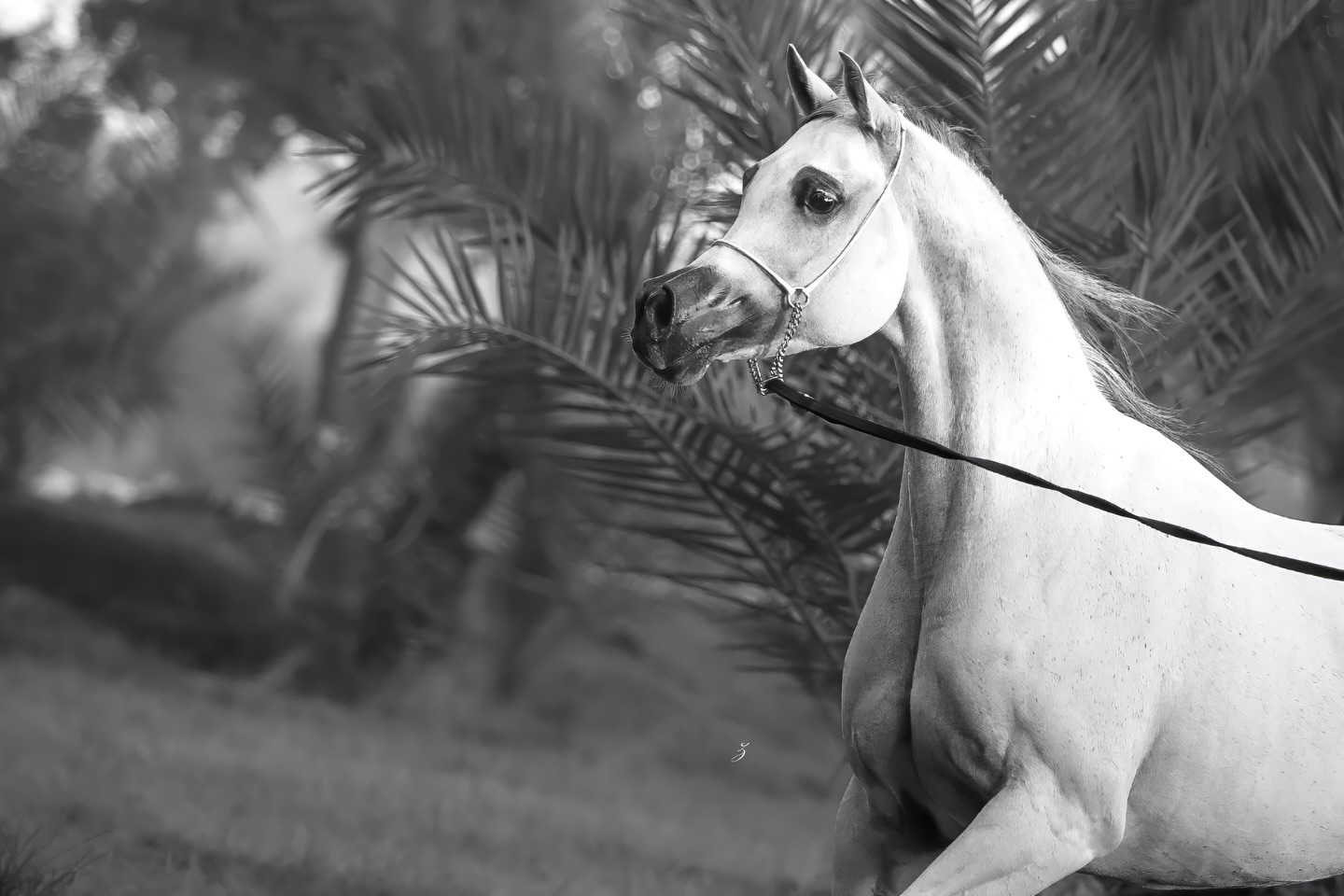 There are those who arrive with noise… and there are those who enter like music.
Quietly. Gracefully.
As though the air pauses to listen.

She is AJ Bahja,not merely a mare, but a movement in a larger symphony, written long before her time. Born in 2014, her ancestry reads like sheet music composed by generations of elegance.
From Vervaldee (Versace × Giavanna by NV Beau Bey) she carries the delicate strength of strings, fine-tuned and refined.
Through her dam AJ Basma, sired by the illustrious WH Justice, then deeper still to JJ Ballarina by Magnum Psyche, her heritage builds like a crescendo, gathering emotion through bloodline and time.

In this head and neck portrait, she does not stand, she poises, mid-note…
A breath held between verses.
A masterpiece rehearsed by destiny.

Where some horses move, she conducts the silence.

Proudly owned by Al Jood Stud
Gateway to the Stars
www.aljoodstud.com

@photography_ziggywellens 📸

#arabianhorse #Qatar #horses