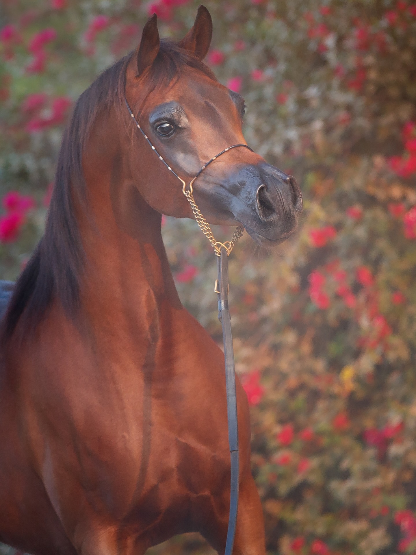 Grace, legacy, and unmistakable royalty, that embodies Sultanat Al Shaqab.

Captured in this moment is a mare whose name is woven into modern Arabian horse history. Bred by Al Shaqab, State Stud of Qatar, and now proudly owned by Al Jood Stud, Sultanat stands as a cornerstone of our program and a mare of rare distinction. She has already gifted us a stunning 2025 born colt, Harib Al Jood (by Harbi Al Adwan), carrying her legacy forward with promise and presence.

A mare many will remember, Sultanat claimed Gold Champion Yearling Filly at Menton in 2015, followed by an extraordinary Silver World Champion Yearling Filly title in Paris, achievements befitting her lineage. A full sister to Platinum World Champion Kahil Al Shaqab and World Champion Wadee Al Shaqab, her success comes as no surprise.

Foaled in 2014, Sultanat is by the legendary three-time World Champion Marwan Al Shaqab (Gazal Al Shaqab × Little Liza Fame) and out of Ofw Mishaahl (Mishaah × Ofw Balarina), a pedigree saturated with Arabian horse royalty, meticulously bred.

We are immensely proud to have such an exceptional mare enriching the Al Jood program. A legacy remembered, a future secured.

Proudly owned by Al Jood Stud
Gateway to the Stars
www.aljoodstud.com

@photography_ziggywellens 📸

#arabianhorse #arabianmare #equine #horse #horses