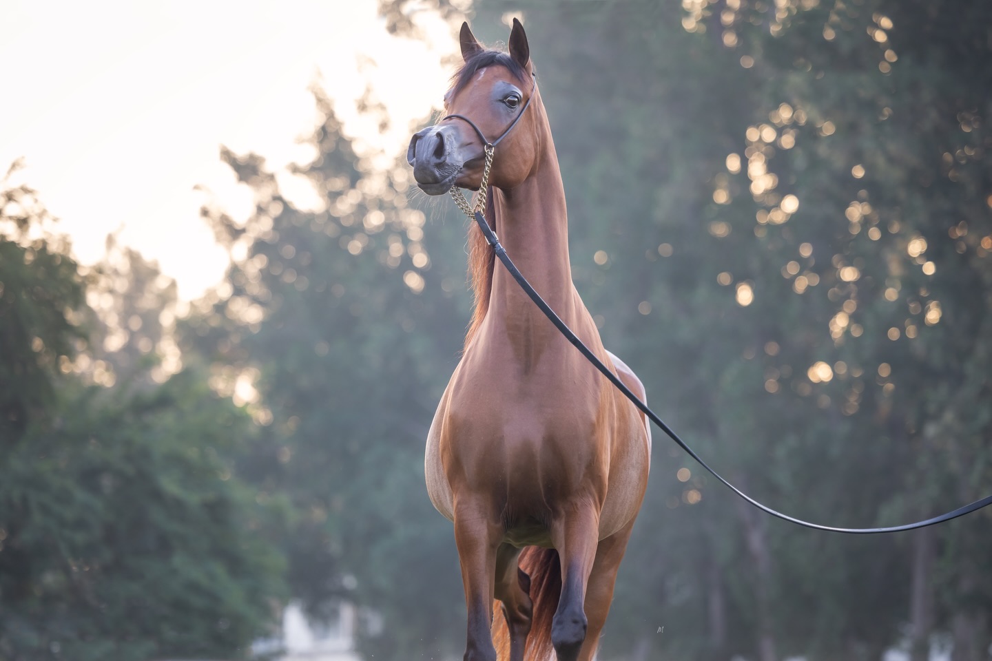 Masarrah Albidayer – A Mare of Exceptional Pedigree 

Born in 2018, this stunning bay Arabian mare carries the legacy of champions in every stride. Sired by World Champion EKS Elihandro (Marwan Al Shaqab x OFW Psylouette by Padrons Psyche) and out of Mashael Albidayer (Psyrasic x Mattaharii by Magnum Chall HVP), Masarrah Albidayer embodies elegance & quality.
Her pedigree traces back to the same esteemed maternal line as Mozn Albidayer, World Champion by SMA Magic One out of Mattaharii, making her a remarkable addition for any breeding program.

Whether you’re looking to enhance your breeding program with proven bloodlines or seeking a mare with both beauty and substance, Masarrah Albidayer represents the perfect blend of heritage and potential.
Contact us for inquiries, this exceptional mare is ready to make her mark on the next generation of champions.
Contact: +97430661116
Located in Qatar.

Owned by Al Jood Stud.
Gateway to the Stars
www.aljoodstud.com

@photography_maxinewellens 📸

#arabianhorse #arabianmare #horses #horsebreeder #qatar