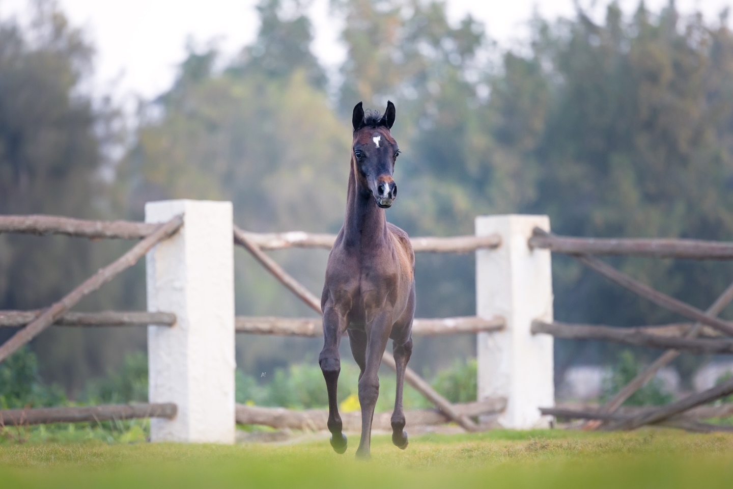 Some stories are meant to be followed closely.

Wafi Al Jood, our 2025 born purebred Arabian colt, continues to reveal the depth of the legacy he carries. Sired by D Wannas, a powerful son of Fa El Rasheem (Fa El Shawan × Virtuosa MLR by Versace) and out of D Sayedah (Marajj × Ladi Veronika by Versace), his sire line reflects presence, refinement, and proven excellence.
On his dam side, Wafi is out of AJ Bahja, a daughter of Vervaldee (Versace × Giavanna by NV Beau Bey) and AJ Basma (WH Justice × JJ Ballerina by Magnum Psyche), bringing together elegance, femininity, and generations of respected breeding decisions.

In Wafi Al Jood, these lines do not simply exist, they speak through balance, expression, and promise. He represents an opportunity for breeders and Arabian horse enthusiasts who value thoughtful pedigrees, proven bloodlines, and a future shaped with intention.
Serious inquiries are welcome.
For those seeking to invest in heritage, quality, and the next chapter of Arabian excellence, Wafi Al Jood awaits the right home.
Contact for more information: +97430661116
Located in Qatar.

Proudly bred and owned by Al Jood Stud.
Gateway to the Stars
www.aljoodstud.com

@photography_maxinewellens 📸

#arabianhorse #arabiancolt #qatar #qatarhorse #qatararabianhorse