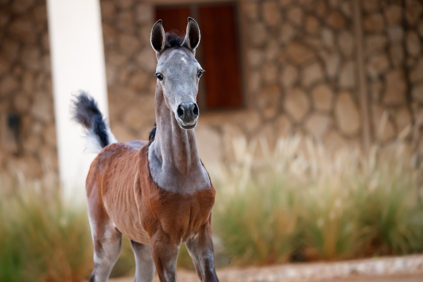 Growing Grace 
A Filly of Desert Promise 

With each passing day, this beautiful Straight Egyptian filly named Raneem Al Jood, continues to unfold her story at Al Jood Stud. Stronger, brighter, and ever more confident, she carries herself with the quiet presence of heritage, a living reflection of the desert that shaped her bloodlines.

As the first daughter of Maraam Al Jood, Raneem already mirrors her dam’s elegance and serenity. Raneem is sired by Nasser Al Rayyan, son of Sinan Al Rayyan (Ansata Sinan × Al Wajba Al Rayyan by Safir) and out of Nadrah Al Rayyan (Ashhal Al Rayyan × Ansata Nefer Isis by Prince Fa Moniet), she holds the timeless spirit of the Straight Egyptian Arabian, preserved in purity and purpose.

From Maraam Al Jood, by Marajh KA (Makhnificent KA × Marquisah KA by Marquis I) and out of RSL Faith (Alixir × Rhapsody in Black by Thee Desperado), she inherits depth, refinement, and strength, a damline rich in grace and legacy.

Watching her grow is to witness the desert’s poetry in motion: soft steps across the sand, bright eyes full of promise, and a soul shaped by centuries of careful guardianship. She is not only growing in size, but in presence,  a quiet reminder that true beauty unfolds in time.

At Al Jood, we cherish every moment of her journey, knowing she carries forward a legacy far older than the dunes beneath her feet.

Proudly bred and owned by Al Jood Stud.
Gateway to the Stars
www.aljoodstud.com

@photography_ziggywellens 📸

#StraightEgyptianArabian #ArabianFilly2025 #ArabianHorseBreeding #EgyptianArabianHorse DesertBredArabian
