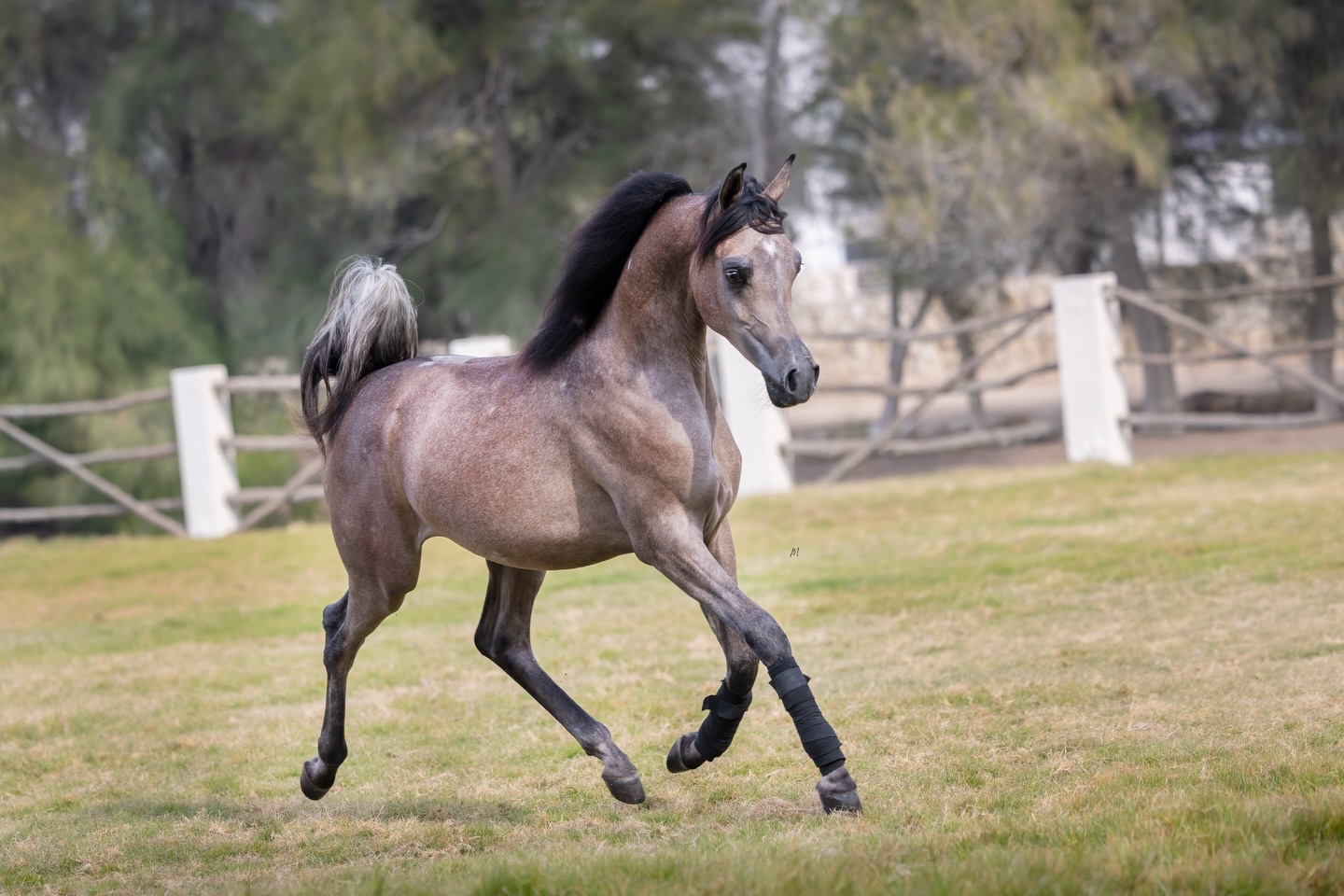 A Legacy Taking Shape

As he matures, Harib Al Jood continues to embody the refinement, strength, and unmistakable presence of his extraordinary lineage. A colt of rare distinction, he is sired by the 2021 Bronze World Champion Senior Stallion Harbi Al Adwan, himself a celebrated son of Asfoor Al Waab (Barraq El Alya x Sara Aljazira by Adnan) and out of Wadha Al Adwan (Fayad Al Fayyad x Platinum Psylouette by EA Echstravagant).
His dam, the exquisite Sultanat Al Shaqab, is the 2015 Silver World Champion Yearling Filly and full sister to Platinum World Champion Kahil Al Shaqab and World Champion Wadee Al Shaqab, all proudly descending from the legendary pairing of Marwan Al Shaqab (Gazal Al Shaqab x Little Liza Fame by Fame VF) and OFW Mishaahl (Mishaah x OFW Balarina by RSD Dark Victory).

With beauty anchored in proven world-class bloodlines, Harib Al Jood represents a rare and meaningful opportunity for breeders who value excellence, heritage, and future promise. Now available in Qatar. For details or inquiries: +974 3066 1116

Proudly bred and owned by Al Jood Stud
Gateway to the Stars
www.aljoodstud.com

@photography_maxinewellens 📸

#arabianhorse #arabiancolt #arabianstallion #qatar #qatararabianhorse