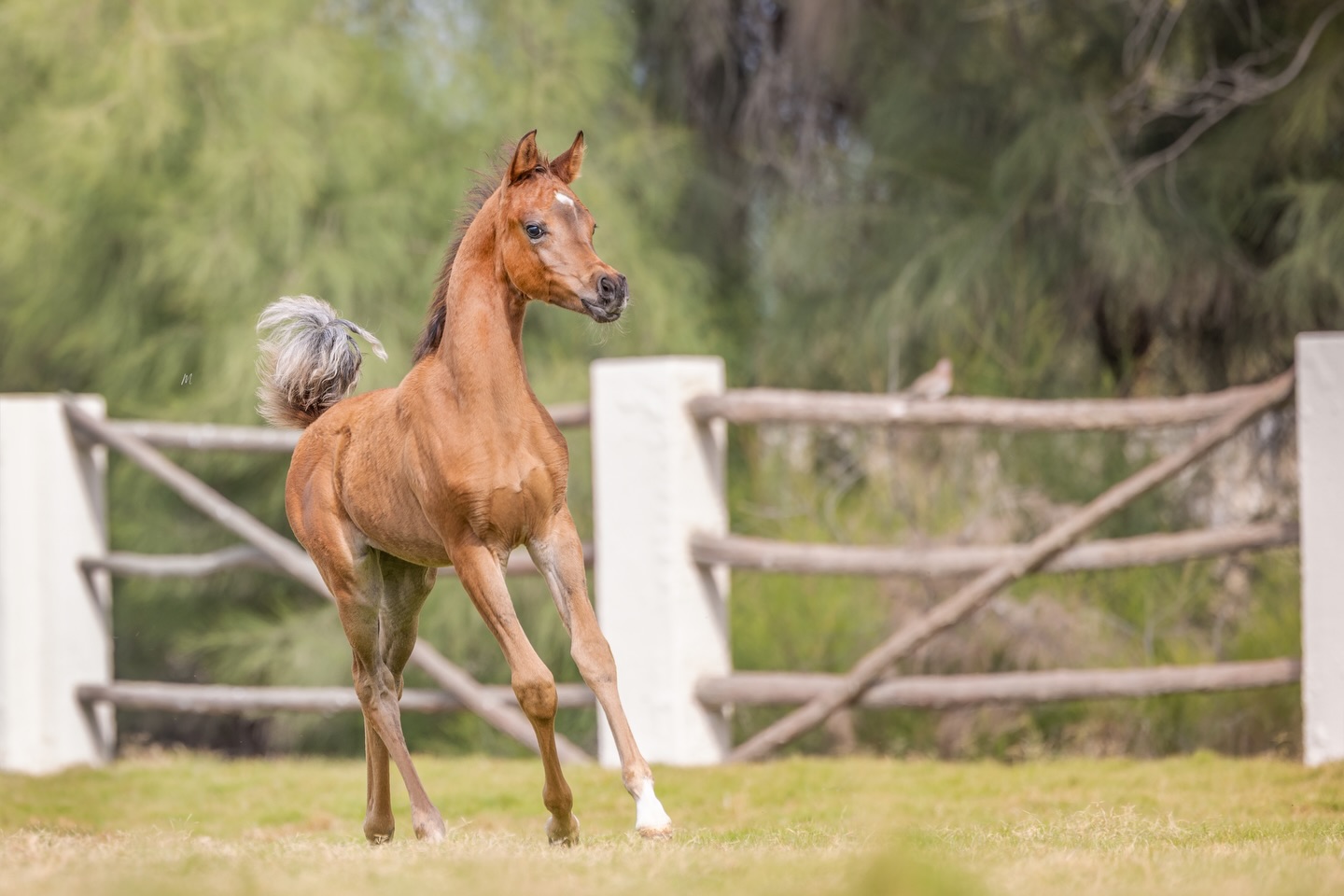 An Exceptional Beginning; Drahim Al Bahya welcomes her first filly foal for the program.

We are proud to introduce the first filly out of the Arabian mare Drahim Al Bahya, a breathtaking filly whose arrival marks a powerful new chapter in an already distinguished lineage.

This young filly is sired by the 2020 born stallion D Wannas (Fa El Rasheem × D Sayedah by Marajj, out of Ladi Veronika), a stallion whose pedigree is synonymous with Arabian type, presence, and refinement. Through him, she inherits the legacy of Fa El Rasheem, Marajj, and the legendary Ladi Veronika, bloodlines revered across the global Arabian horse breeding community.
Her dam, Drahim Al Bahya, brings together generations of excellence. Bred by Ajman Stud and now cherished at Al Jood Stud in Qatar, she is a daughter of AJ Majdan and out of AJ Debaja, carrying the influence of World and International Champions and producers Marajj, Marwan Al Shaqab, WH Justice, Versace, and Vervaldee, names that have shaped modern Arabian horse breeding.

In this filly, the finest sire and dam lines unite, strength, elegance, and heritage flowing seamlessly into the future. She represents not only the continuation of Drahim Al Bahya’s legacy, but the promise of an exceptional Arabian horse bred for beauty, pedigree, and lasting impact.
We welcome this filly with immense pride and excitement, as she takes her first steps into a world built on heritage, excellence, and vision.

She is yet to be named, do you have a suggestion?
Leave it in the comments below!

Proudly bred and owned by Al Jood Stud.
Gateway to the Stars
www.aljoodstud.com

@photography_maxinewellens 📸

#ArabianFoal #ArabianHorseBreeding #ArabianPedigree #FutureChampionArabian #EliteArabianHorses