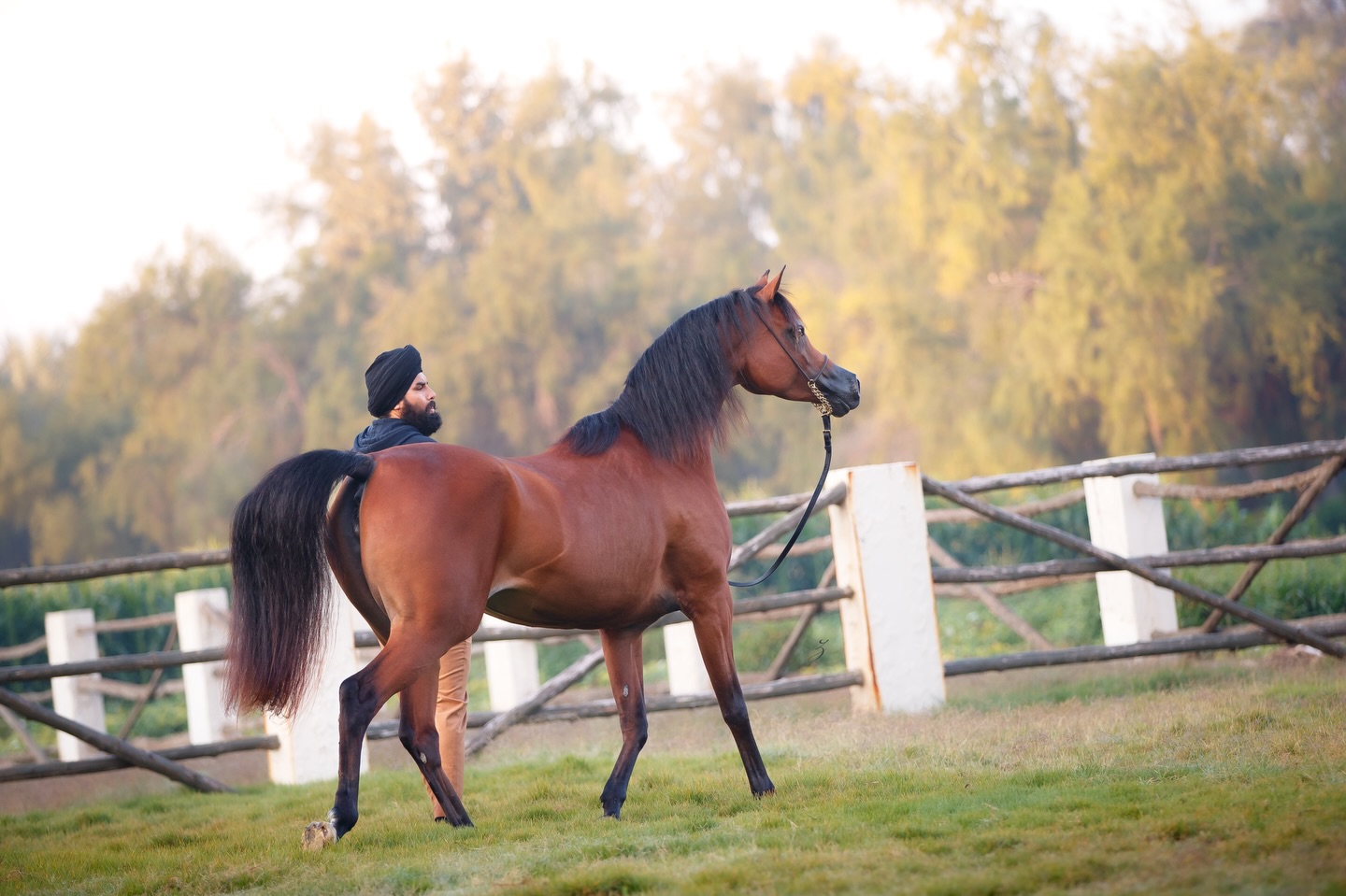A Mare with an Exceptional Pedigree

Masarrah Albidayer is born in 2018, a stunning bay Arabian mare that carries the legacy of champions in every stride. Sired by World Champion EKS Elihandro (Marwan Al Shaqab x OFW Psylouette by Padrons Psyche) and out of Mashael Albidayer (Psyrasic x Mattaharii by Magnum Chall HVP), Masarrah Albidayer embodies elegance & quality.
Her pedigree traces back to the same esteemed maternal line as Mozn Albidayer, World Champion by SMA Magic One out of Mattaharii, making her a remarkable addition for any breeding program.

Whether you’re looking to enhance your breeding program with proven bloodlines or seeking a mare with both beauty and substance, Masarrah Albidayer represents the perfect blend of heritage and potential.
Contact us for inquiries, this exceptional mare is ready to make her mark on the next generation of champions.
Contact: +97430661116
Located in Qatar.

Owned by Al Jood Stud.
Gateway to the Stars
www.aljoodstud.com

@photography_ziggywellens 📸

#arabianhorse #arabianmare #qatar #arabianhorsebreeding #equestrian