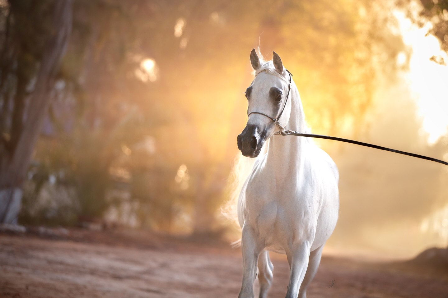 Welcoming Omsia Al Waab to Al Jood Stud

With pride and deep reverence for the legacy of the desert, we welcome Omsia Al Waab to the Al Jood Stud breeding program.

Born in 2018, this exquisite Straight Egyptian Arabian mare carries a pedigree that reads like poetry written across generations. She is sired by Sinan Al Rayyan (Ansata Sinan x Al Wajba Al Rayyan by Safir), a line renowned for authenticity, refinement, and timeless type. Through her dam, Shahira Al Nasser (Ashhal Al Rayyan x Bint Saida Al Nasser by Imperial Mahzeer, out of Saida), Omsia embodies the treasured blood of Imperial Mahzeer and the enduring strength of the Saida family.

In Omsia Al Waab, we see the harmony of noble heads, luminous eyes, and that unmistakable Straight Egyptian presence, a living echo of the classical straight Egyptian ideal.
Her arrival marks more than an addition; it is a continuation of a vision. A commitment to preserving and elevating the purity, beauty, and athletic elegance of the Straight Egyptian Arabian horse.

We eagerly anticipate her first foal for Al Jood Stud in 2026, a new chapter written from a lineage that has shaped champions and defined excellence.

Welcome, Omsia Al Waab; may your legacy at Al Jood Stud be as radiant as your heritage.

Proudly owned by Al Jood Stud.
Gateway to the Stars
www.aljoodstud.com

@photography_ziggywellens 📸

#OmsiaAlWaab #AlJoodStud #StraightEgyptian #StraightEgyptianArabian #EgyptianArabian