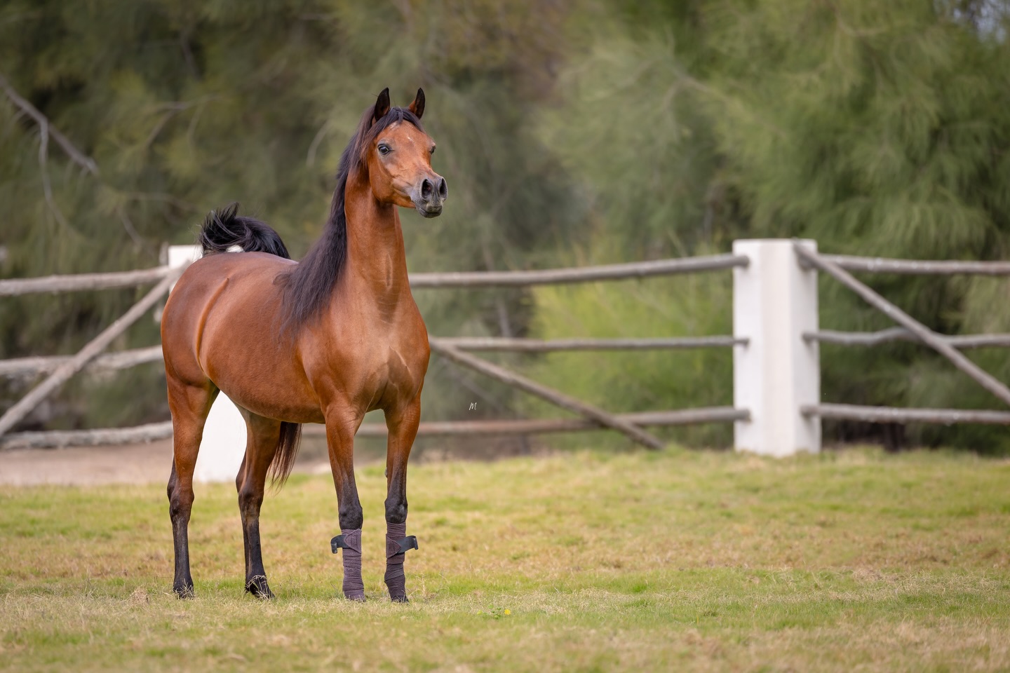 Some mares carry beauty. Others carry legacy. Sultanat Al Shaqab carries both. 

Each time she is captured in a photograph, she reminds us why she remains one of the truly memorable mares of her generation. Sultanat represents the harmony of heritage, elegance, and enduring influence within our program.
Her show career left a lasting mark on the international stage. In 2015 she was crowned Gold Champion Yearling Filly in Menton, before going on to earn the prestigious Silver World Champion Yearling Filly title in Paris, a result that reflected both her exceptional quality and the remarkable lineage behind her.

Sultanat is a 2014 born daughter of the legendary three-time World Champion Marwan Al Shaqab (Gazal Al Shaqab × Little Liza Fame) and out of OFW Mishaahl (Mishaah × OFW Balarina). She is also a full sister to Platinum World Champion Kahil Al Shaqab and World Champion Wadee Al Shaqab, placing her among one of the most celebrated families in modern Arabian breeding.

Today, her legacy continues through her stunning 2025 born colt, Harib Al Jood (by Harbi Al Adwan), a young colt who carries forward the promise, strength, and beauty of his extraordinary dam.

At Al Jood Stud, we are honored to steward a mare of such significance.
Sultanat Al Shaqab: a name remembered, a legacy continuing to unfold.

Proudly owned by Al Jood Stud
Gateway to the Stars 
www.aljoodstud.com

@photography_maxinewellens 📸

#qatar #arabianhorse #qatararabianhorse #arabianhorsebreeding #equestrian