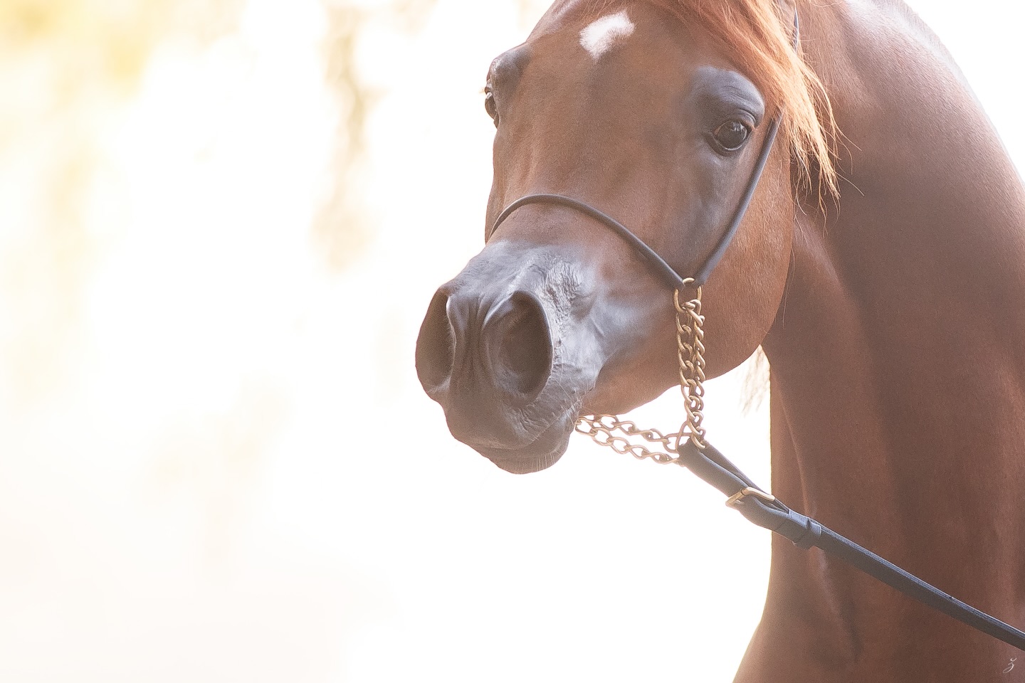 There is a presence that doesn’t need to announce itself… it simply holds your gaze.

Majd Al Jood 

In this moment, you see it; the softness, the awareness, the quiet confidence of a young stallion still becoming, yet already carrying the weight of something far greater.

A 2022 born son of AJ Mardan, tracing to the legendary Vervaldee (Versace × Giavanna by NV Beau Bey), and out of Felicia RLC (Shael Dream Desert × Camelia K by Donatello K), Majd brings together a powerful blend of modern excellence and proven heritage.

Through his dam line stands our treasured Elle Marin, sired by Ajman Moniscione (WH Justice × Anthea Moniscione by Padrons Ghibli) and out of the iconic Allamara Ma (Marwan Al Shaqab × RA Miss Siagon by Exceladdinn), making her a full-sister to the internationally celebrated Elle Flamenca,  a lineage synonymous with excellence in both the showring and the breeding barn.

Already, his presence has been recognised on the international stage:
-	Unanimous Gold Champion Yearling Colt — Sopot, Poland 2023
-	Silver Champion Yearling Colt — Vesuvio Trophy, Italy 2023

Yet beyond titles, there is something more compelling, a stallion prospect of balance, expression, and authenticity. The kind that draws attention not by force, but by presence alone.

A unique opportunity available for your consideration, for more information contact us at:
Al Jood Stud - +97430661116

Al Jood Stud
Gateway to the Stars 
www.aljoodstud.com

@photography_ziggywellens 📸

#equine #arabianstallion #purebredarabianhorse #horsebreeding #horse