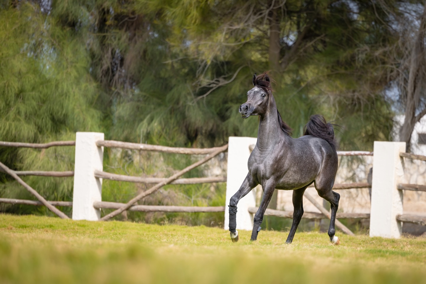 The Next Chapter of a Promise Refined

As Tael Al Jood continues to mature, what was once a glimpse of potential is now unfolding into a clearly defined identity. Each day adds depth to his expression, substance to his frame, and intention to his movement.

Sired by Talaal Serondella (Shiraz De Lafon × Eliane El Ludjin), Tael carries forward a lineage known for refinement, balance, and the unmistakable presence of true Arabian quality. His sire’s pedigree brings together strength of structure and elegance of type in a way that continues to echo through his development.

From his dam, our home-bred Elkymia Al Jood (Hariry Al Shaqab × Justa Valentine TBA), he inherits expressive type, intelligent charisma, and a presence that naturally draws the eye. This maternal line continues to prove its consistency in producing horses with both beauty and athletic intent.

Now stepping forward with greater confidence, Tael is beginning to show not just what he is, but what he is becoming—an Arabian colt shaped by depth of pedigree and clarity of purpose.

For breeders and enthusiasts seeking proven bloodlines with future significance, Tael Al Jood remains an opportunity of rare alignment between heritage and promise.
Serious inquiries are welcome.
Al Jood Stud: +974 3066 1116

Proudly bred and owned by Al Jood Stud
Gateway to the Stars
www.aljoodstud.com

@photography_maxinewellens 📸

#arabianhorse #qatar #qatarhorse #horsebreeding #arabianstallion
