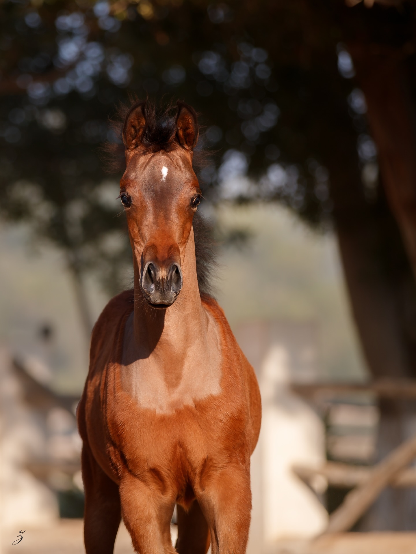 There are moments when time seems to soften… and in that stillness, beauty reveals itself.

Etna Al Jood continues to unfold before us, a young 2026 born Arabian filly already carrying the quiet confidence of her lineage. In every step, there is harmony; in every glance, a story still being written.

Sired by El Tino (DA Valentino x Imprimista CF by Bey Imprimis), Etna reflects the signature refinement, charisma, and presence that define some of the most sought-after Arabian horse bloodlines in the world today.

Out of our homebred Elba Al Jood (Shanghai EA x AJ Ebtisam by Al Ayal AA and Elettra), she embodies the soul of Al Jood Stud, a foundation of carefully nurtured heritage, strength, and unmistakable femininity.

Etna Al Jood is more than an Arabian foal; she is a vision of the future, blending elite international pedigree with the heart of a dedicated breeding program. As she grows, so too does the promise she carries.
A flame that does not rush… but rises with purpose.

Proudly bred and owned by Al Jood Stud
Gateway to the Stars
www.aljoodstud.com

@photography_ziggywellens 📸

#ArabianHorse #ArabianFilly #ArabianFoal #ArabianHorseBreeding #EquineExcellence