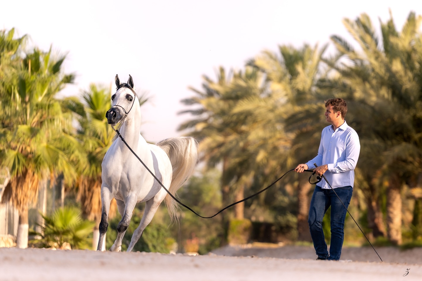 Some horses are admired.
Some are remembered.
And once in a rare while, one arrives that feels like a mirage made real. 

AJS Sigi’s Song
2021 Arabian mare
By Hp Ali × Out of Om El Badra

Under the golden light of Qatar’s palms and desert paths, Sigi’s Song reminds us why the Arabian horse has captivated hearts for centuries,  elegance without effort, power wrapped in refinement, and a spirit as timeless as the dunes themselves.

Born in the United States and now flourishing in her home in Qatar, she carries the beauty of internationally celebrated bloodlines with a presence that feels both regal and deeply soulful.

Her journey so far has already written a remarkable chapter:
- 2023 USA Nationals – Reserve Champion 2-Year-Old Fillies
- 2023 USA Region 16 – Gold Champion 2-Year-Old Fillies
- 2023 Scottsdale International Show – Gold Champion Junior Filly
- 2022 Scottsdale International Show – Silver Champion Yearling Filly
- 2021 AHAF Master Breeders – Gold Champion Weanling

Yet beyond the titles, ribbons, and spotlight moments, it is this, the quiet beauty of her movement beneath the desert sun, that truly defines her.

A daughter of heritage.
A vision of the modern Arabian horse.
AJS Sigi’s Song. 

Proudly bred and owned by Al Jood Stud.
Gateway to the Stars
www.aljoodstud.com

@photography_ziggywellens 📸

#ArabianHorse #ArabianMare #ArabianHorseWorld #EquestrianLife #ArabianHorseBreeding