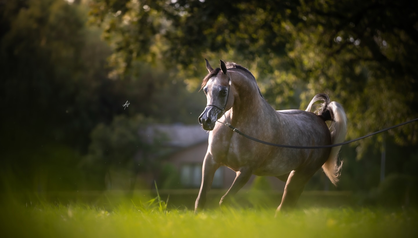 D Henneyyah — A Name Written in Elegance 

There are horses you admire… and then there are those who quietly take hold of your imagination.

D Henneyyah is unmistakably the latter.

Foaled in 2020, this exquisite mare carries a lineage that reads like poetry. A daughter of D Shagran, himself by the legendary Versace and out of the globally admired FT Shaella. 
D Henneyyah is further graced through her dam D Haneen, by the incomparable Fa El Rasheem and out of Fer Fiera Blanca. A heritage rich in beauty, refinement, and enduring Arabian type.

But Henneyyah is not only defined by her pedigree, she has stepped into the spotlight and written her own story:
Show results; 
– 2023 Poland Sopot Arabian show – Silver Champion Junior Filly – 2023 Netherlands Arabian Horse Weekend International B Show – Bronze Champion Junior Filly. 
– 2023 Qatar Arabian Show for individual owners – Gold Champion Junior Filly 
– 2023 Qatar Souq Waqif Equestrian Festival Title Show – Bronze Champion Junior Filly 
– 2022 Qatar National Show – Silver Champion Junior Filly 
– 2022 Qatar Individual owner show – Bronze Champion Junior Filly & Best head of the show

With every appearance, she captures more than titles, she captures hearts. A presence defined by softness, strength, and that unmistakable Arabian allure, Henneyyah embodies the harmony between heritage and individuality.

At Al Jood Stud, she is more than a champion, she is part of our story, our passion, and our vision for the future.

Proudly owned by Al Jood Stud
Gateway to the Stars
www.aljoodstud.com

@alessioazzaliphotography 📸

#ArabianHorse #ArabianMare #ArabianHorseBeauty #EquineExcellence #HorseBreedingExcellence
