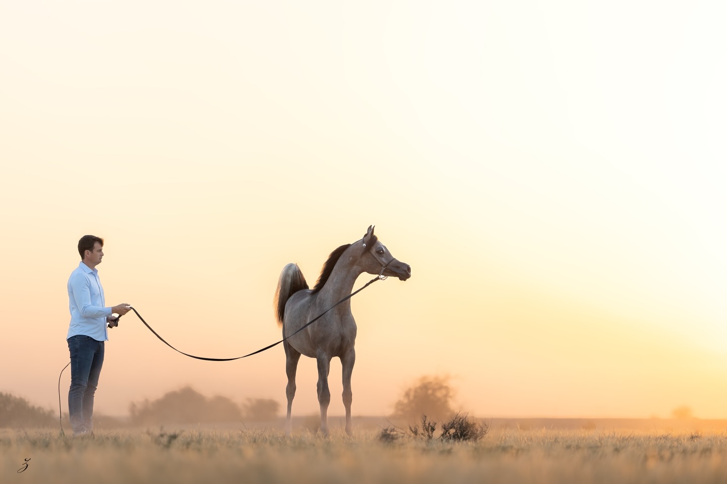 There’s a moment just after sunrise when everything feels suspended, no noise, no rush, just presence. In that stillness, Harib Al Jood doesn’t demand attention… he quietly commands it.

He is a study in balance: youthful yet composed, refined yet powerful. The kind of colt that doesn’t need exaggeration, because his story is already written in the depth of his lineage.

Sired by the 2021 Bronze World Champion Senior Stallion Harbi Al Adwan, Harib traces to Asfoor Al Waab (Barraq El Alya x Sara Aljazira by Adnan) and Wadha Al Adwan (Fayad Al Fayyad x Platinum Psylouette by EA Echstravagant), a sire line known for presence, charisma, and proven success.

On his dam’s side, the foundation is equally formidable. His dam, Sultanat Al Shaqab, 2015 Silver World Champion Yearling Filly, is a full sister to Platinum World Champion Kahil Al Shaqab and World Champion Wadee Al Shaqab. Together, they carry forward the enduring legacy of Marwan Al Shaqab (Gazal Al Shaqab x Little Liza Fame by Fame VF) and OFW Mishaahl (Mishaah x OFW Balarina by RSD Dark Victory).

Harib Al Jood represents something increasingly rare, authentic quality, without compromise. 

Proudly bred and owned by Al Jood Stud
Gateway to the Stars
www.aljoodstud.com

 @photography_ziggywellens 📸

#ArabianHorse #ArabianColt #HorseBreeding #EquineElegance #FutureStallion