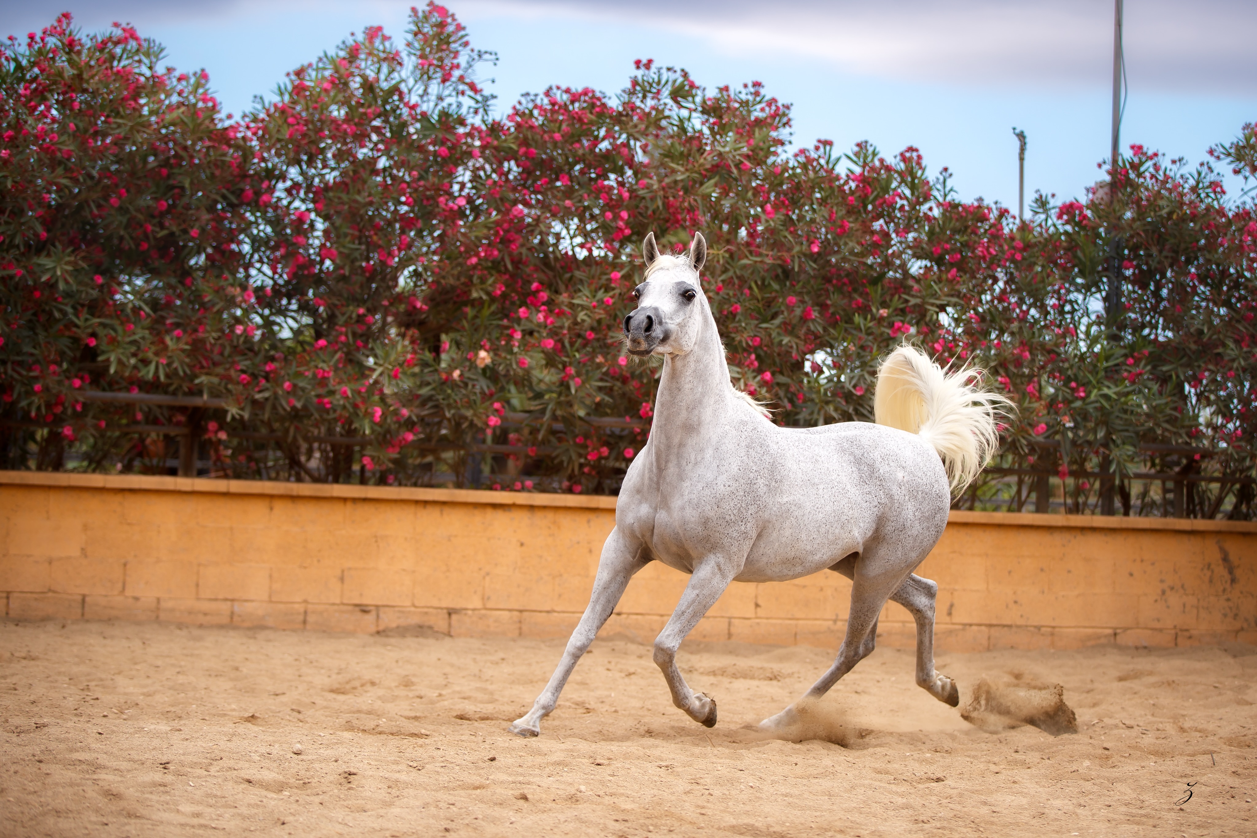 Grace, Heritage, and a New Beginning

With every stride, EKS Naderina embodies the timeless elegance and spirit that define the Arabian horse. Her presence in the Al Jood Stud breeding program has already captured hearts,  a mare of refinement, expression, and treasured pedigree, now preparing to begin an exciting new chapter in our breeding program.

Born in 2015, EKS Naderina is sired by the renowned Nader Al Jamal (Ansata Sinan × Savannah CC by Thee Desperado), and out of EKS Lathina, a daughter of WN Star of Antigua, tracing further to KAR Hadi (El Perfecto × Gual Hassika by Pepete). Through her, generations of celebrated Arabian bloodlines unite in extraordinary harmony.

Today, we are delighted to share that Al Jood Stud is eagerly expecting her very first foal for our program very soon. A moment filled with anticipation, hope, and pride for what lies ahead. We believe this special mare will leave a lasting mark on the future of our breeding vision, both in Qatar and internationally.

Proudly owned by Al Jood Stud
www.aljoodstud.com
Gateway to the Stars

#AlJoodStud #ArabianHorse #ArabianHorseBreeding #ArabianMare #ArabianHorseLovers
