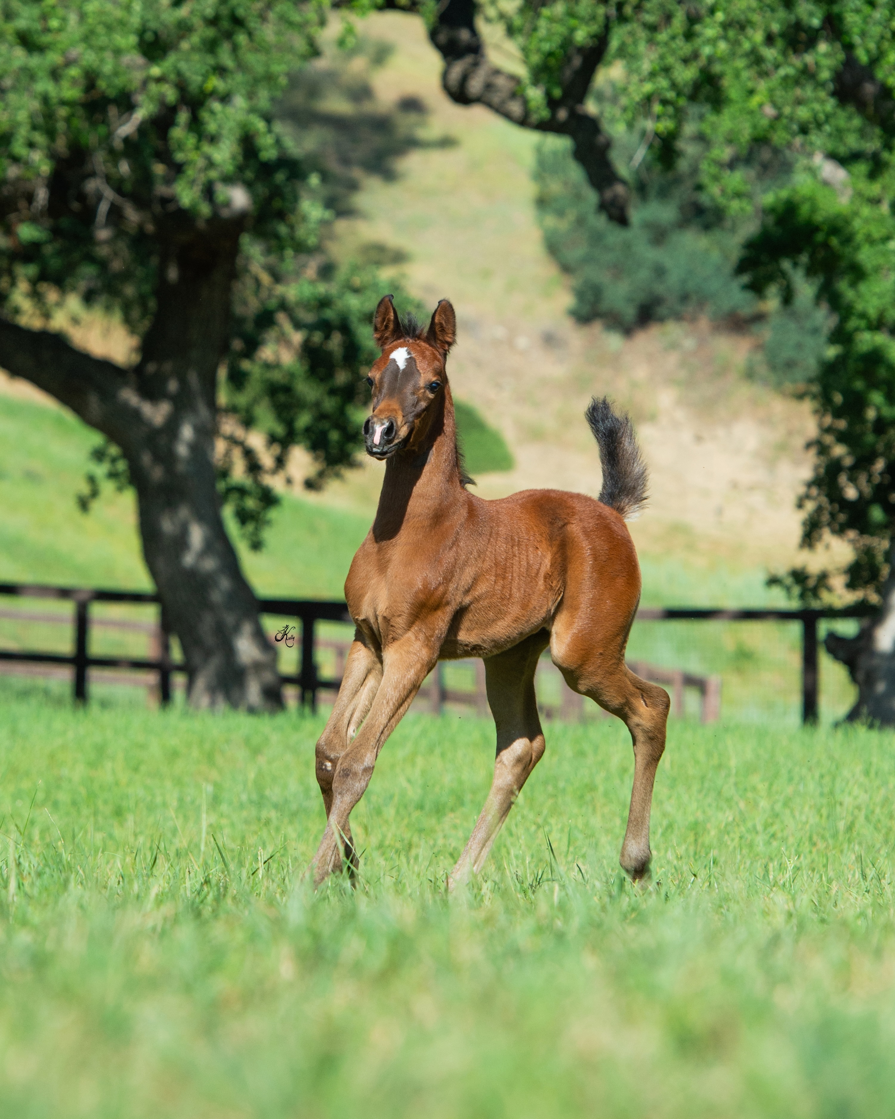 There is something deeply special about the beginning of a new life.

No titles yet.
No expectations.
Just a young colt discovering the world one careful step at a time.

With quiet excitement and grateful hearts, we are proud to welcome this beautiful 2026 colt, born in the USA and proudly bred by Al Jood Stud.

He is sired by D Wannas, a son of the extraordinary Fa El Rasheem (Fa El Shawan x Virtuosa MLR) and out of D Sayedah (Marajj x Ladi Veronika by Versace).
His dam is the elegant Chloe El Veraz T, by SF Veraz (Gazal Al Shaqab x Veronica GA by Versace) and out of Chammyra El Ryad (Ryad El Jamaal x Chammur by Don El Chall).
To us, moments like this are always a reminder of why we love the Arabian horse so much. Behind every foal is years of planning, patience, hope, and appreciation for the bloodlines and breeders who came before us.

While pedigrees can tell a remarkable story, there is still something beautifully unknown about every young horse. Watching personality begin to emerge, seeing confidence slowly grow, and wondering what kind of future may lie ahead, that is the joy of this journey.

For now, we are simply thankful for a healthy colt and excited to watch him grow day by day. Welcome to the world, little one. May your journey be a special one.

Proudly bred and owned by Al Jood Stud
Gateway to the Stars
www.aljoodstud.com

@kellycampbellphotography 📸

 #ArabianHorse #ArabianColt #ArabianFoal #PurebredArabian #ArabianHorseBreeding